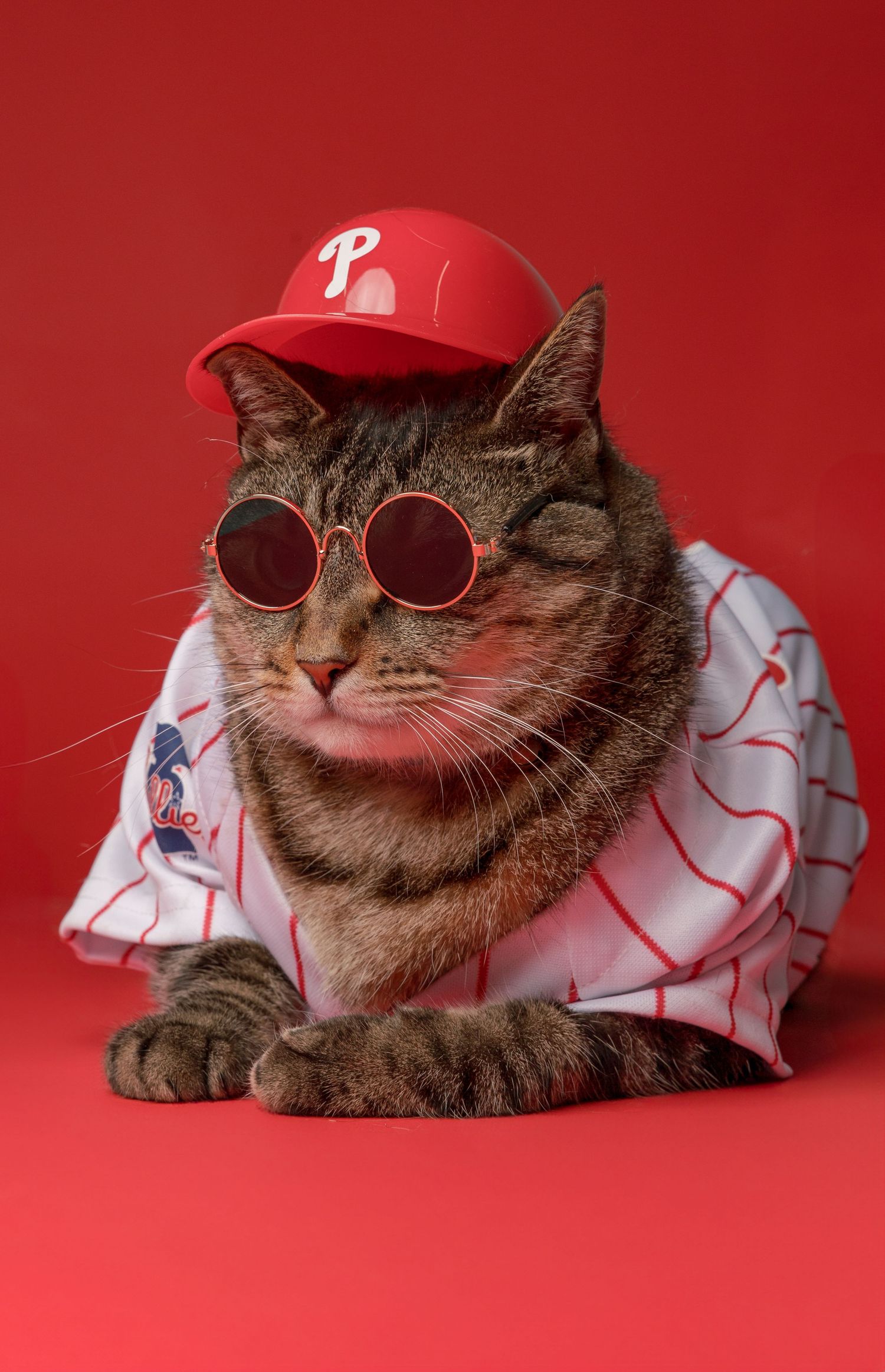 Cat wearing Philadelphia Phillies baseball cap and sunglasses against red background.