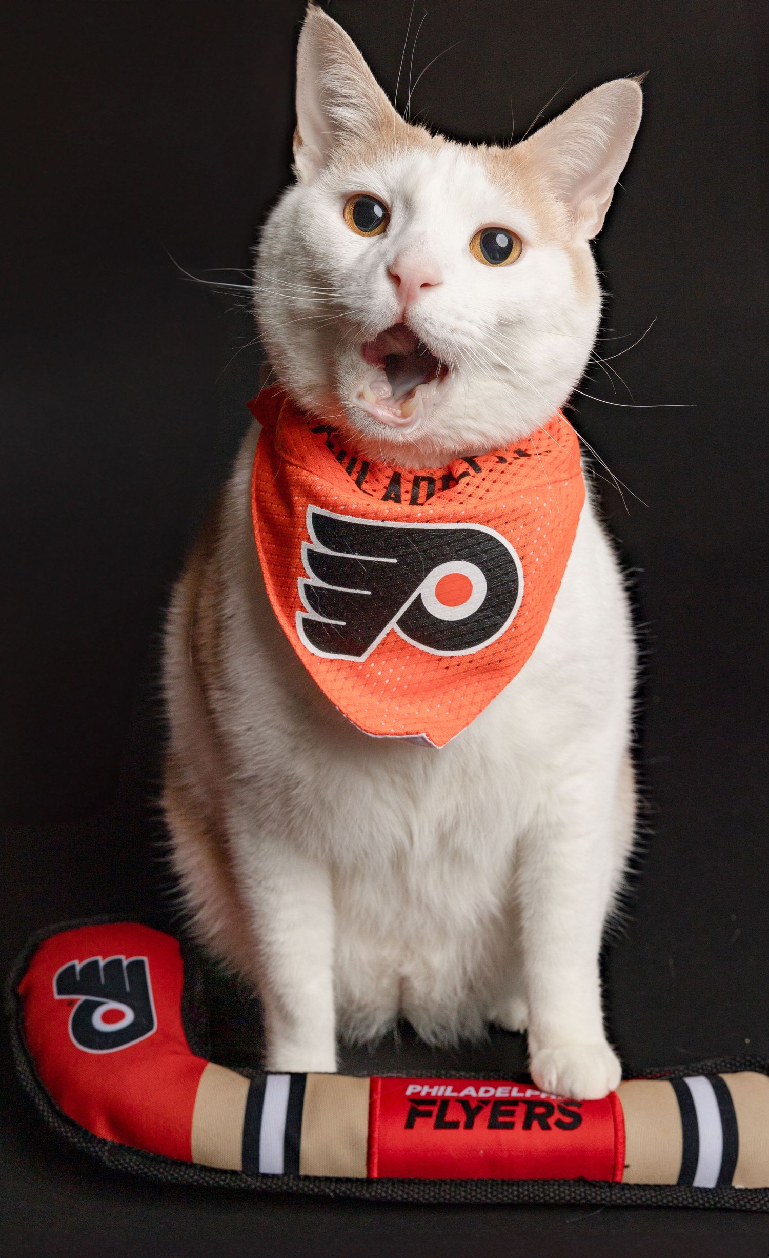 White cat wearing Philadelphia Flyers hockey team merchandise against black background.
