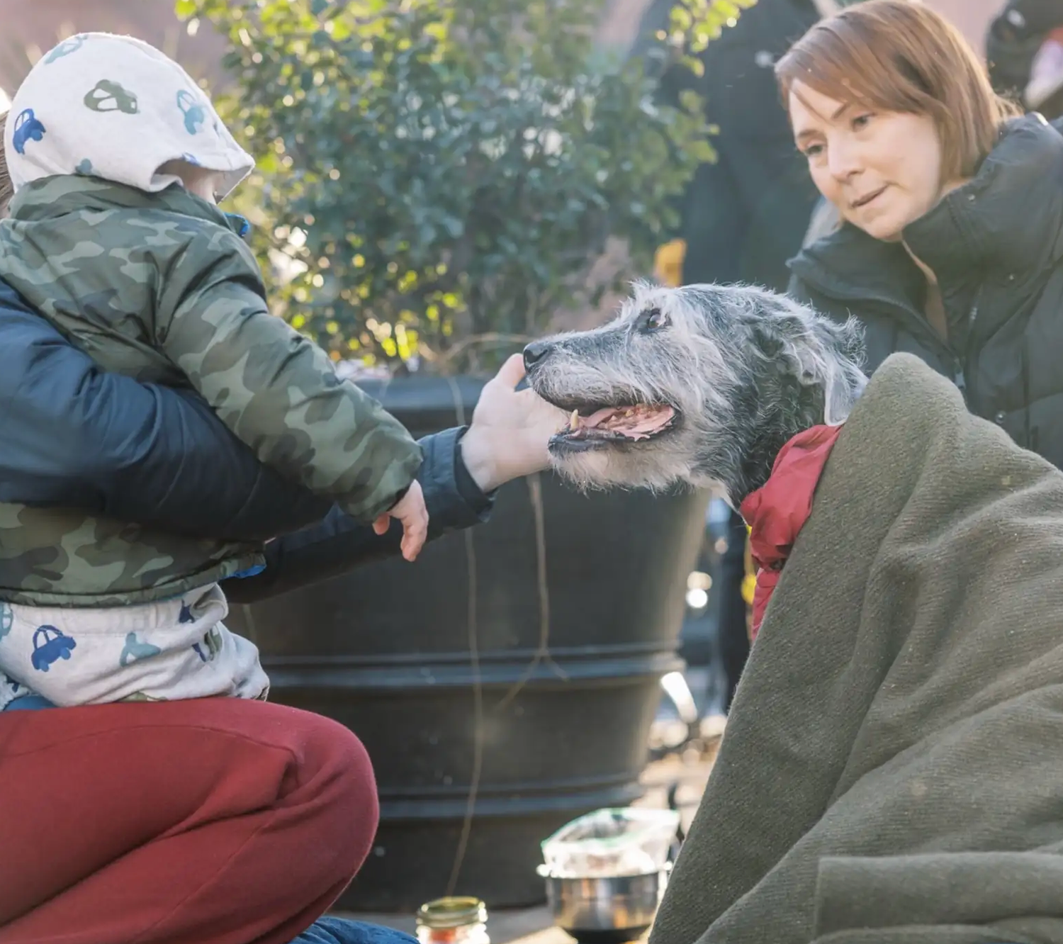 A happy gray dog receives pets and attention from people while sitting outdoors near greenery.