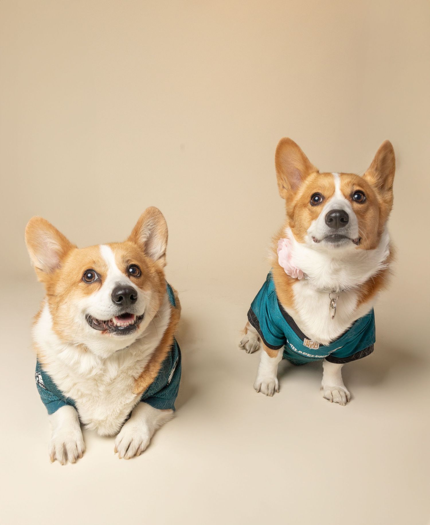 Two adorable Corgis wearing matching teal jackets pose together against a neutral beige background.
