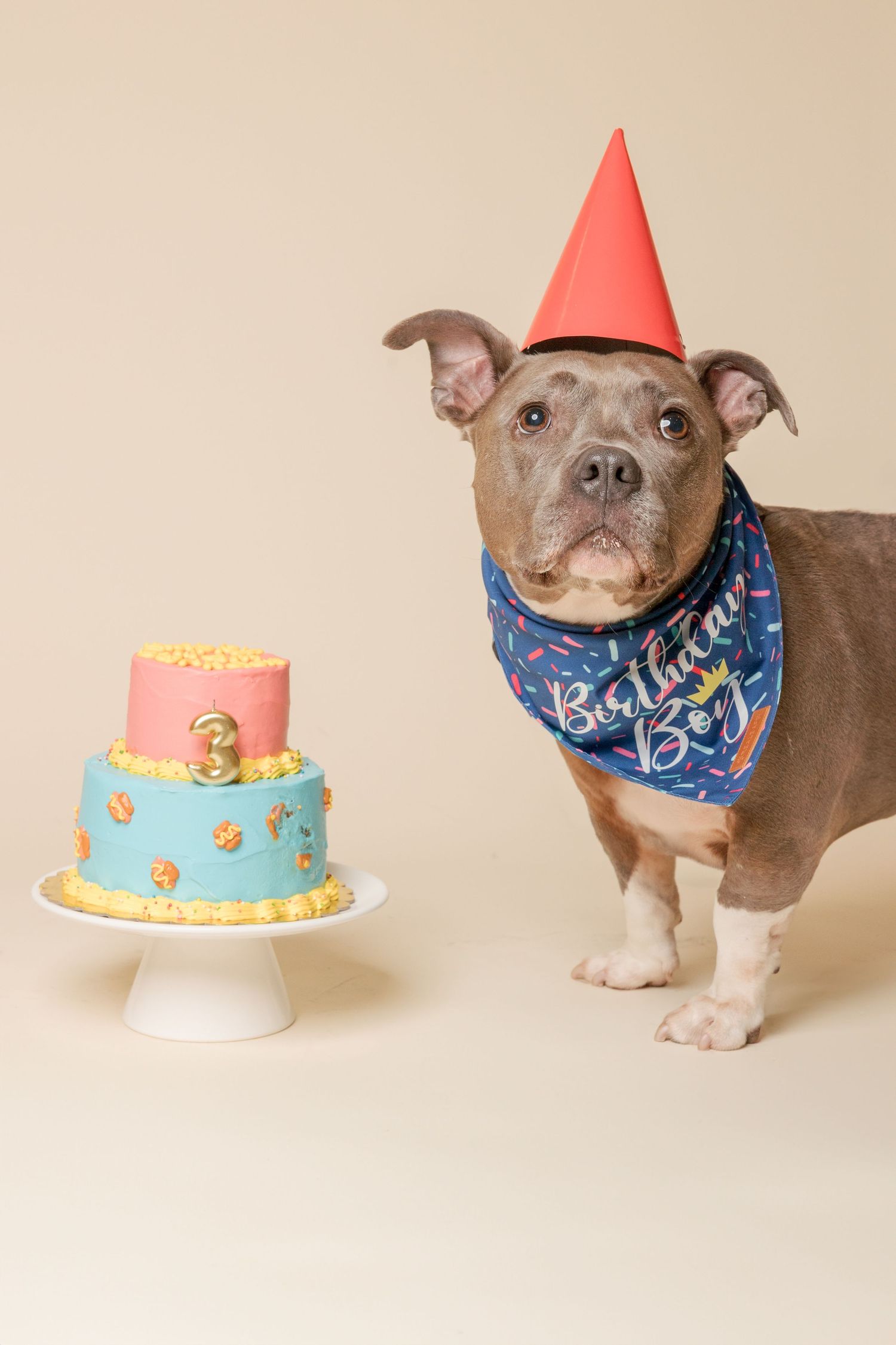 A grey pitbull wearing a party hat and bandana celebrates with a birthday cake in studio photos.