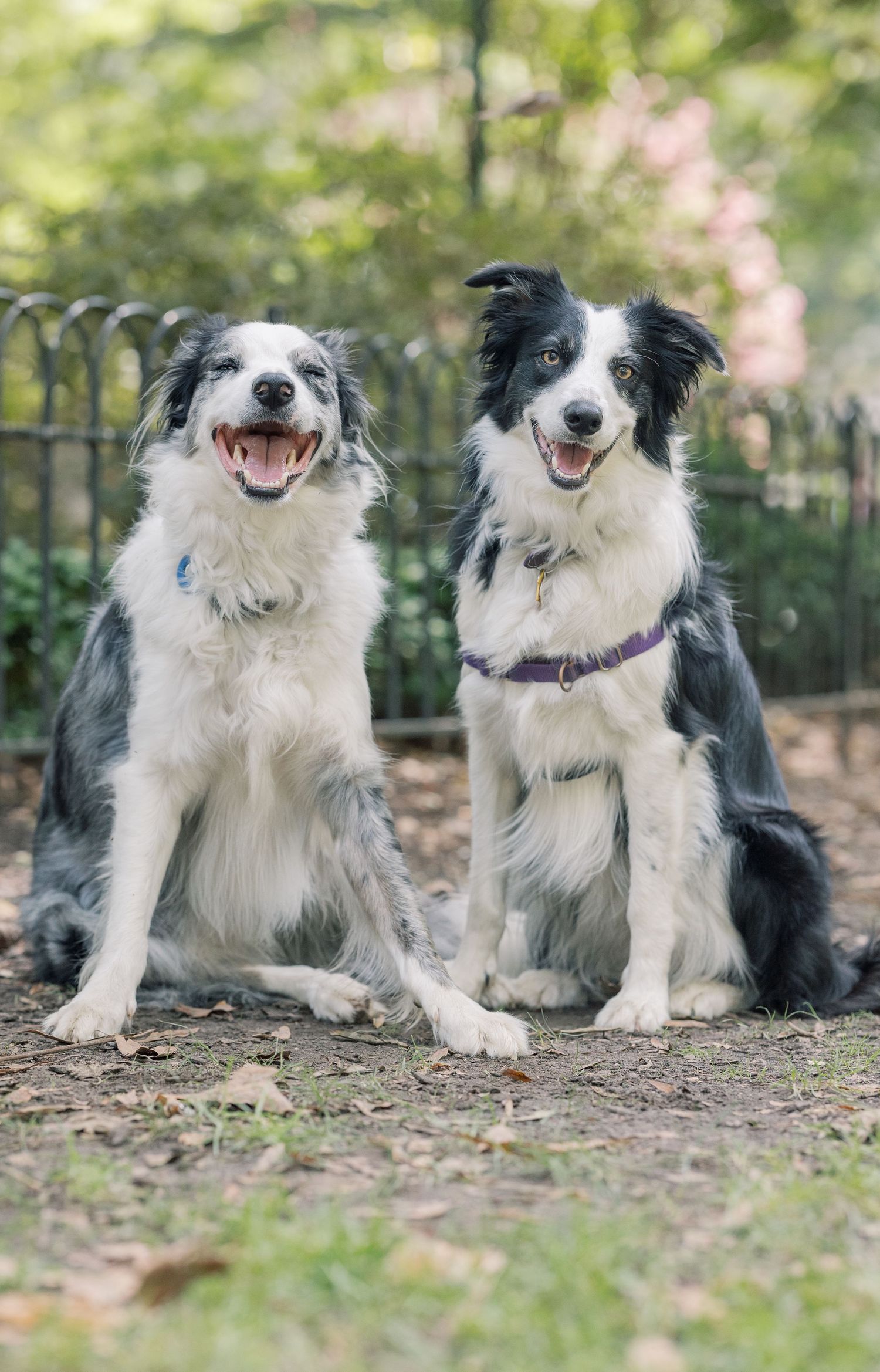 Two happy Border Collies sitting together outdoors in a natural setting showing playful expressions and bonding.
