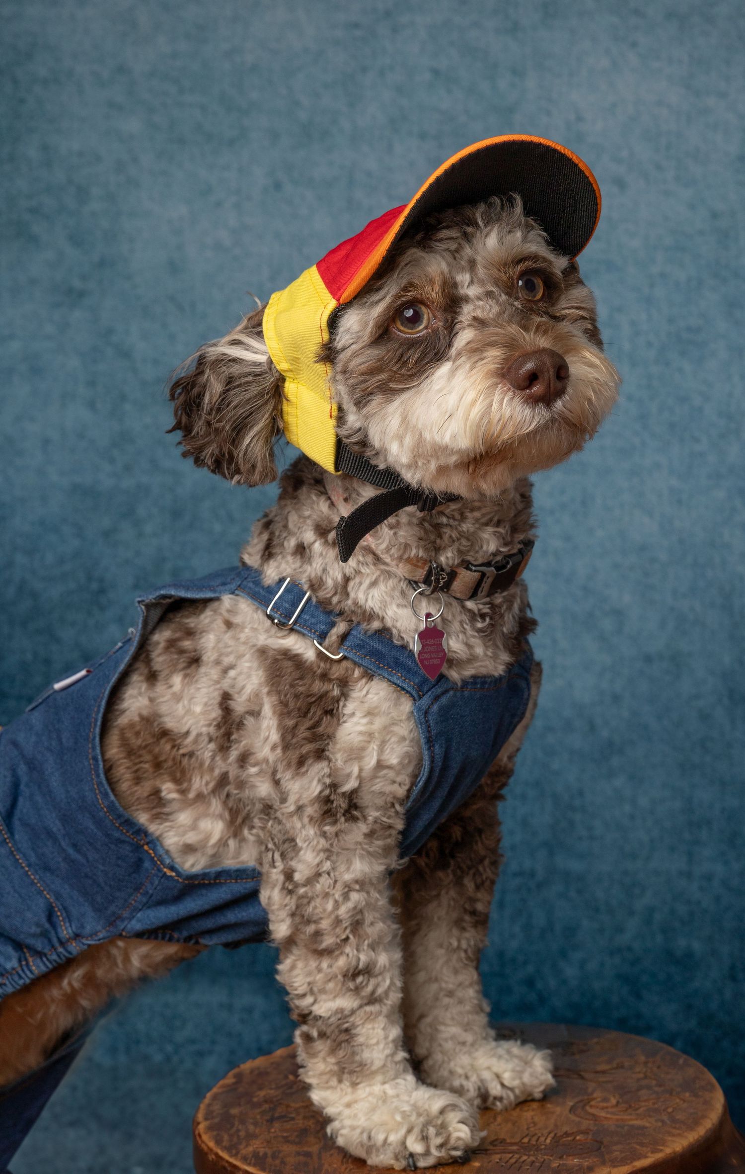A small grey dog wearing a denim vest and colorful cap poses in different angles against a blue background.