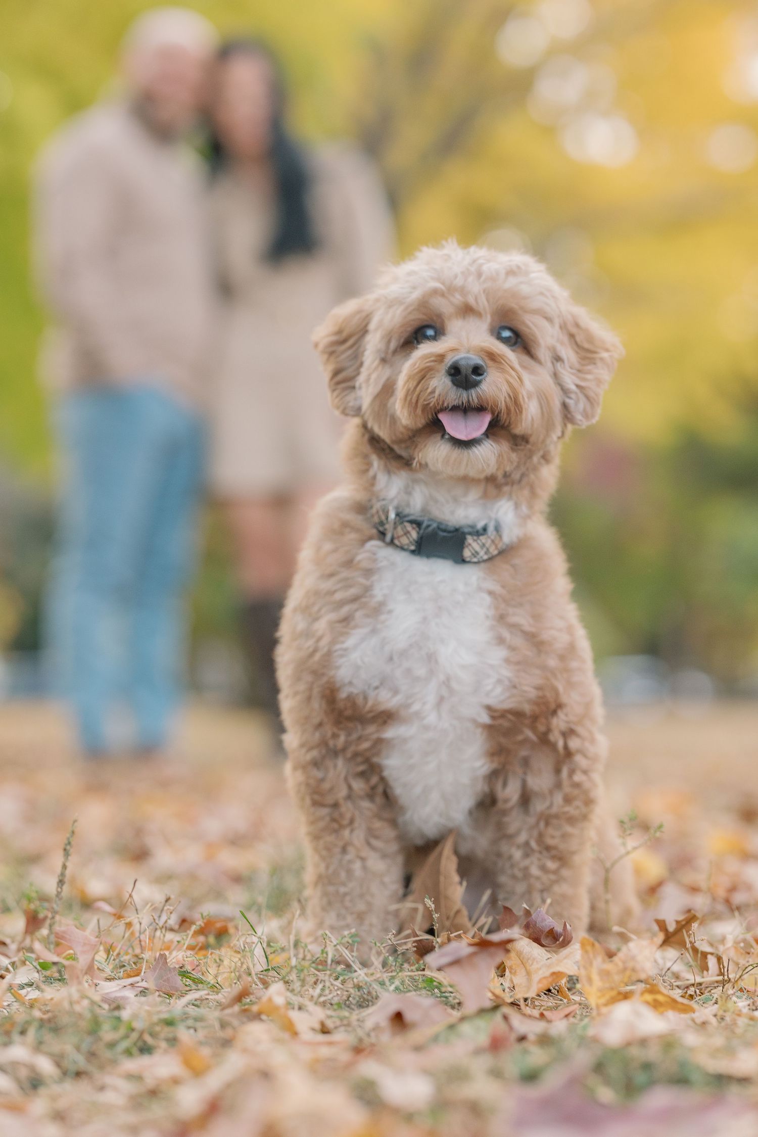 Happy goldendoodle dog sitting in autumn leaves with a blurred background.