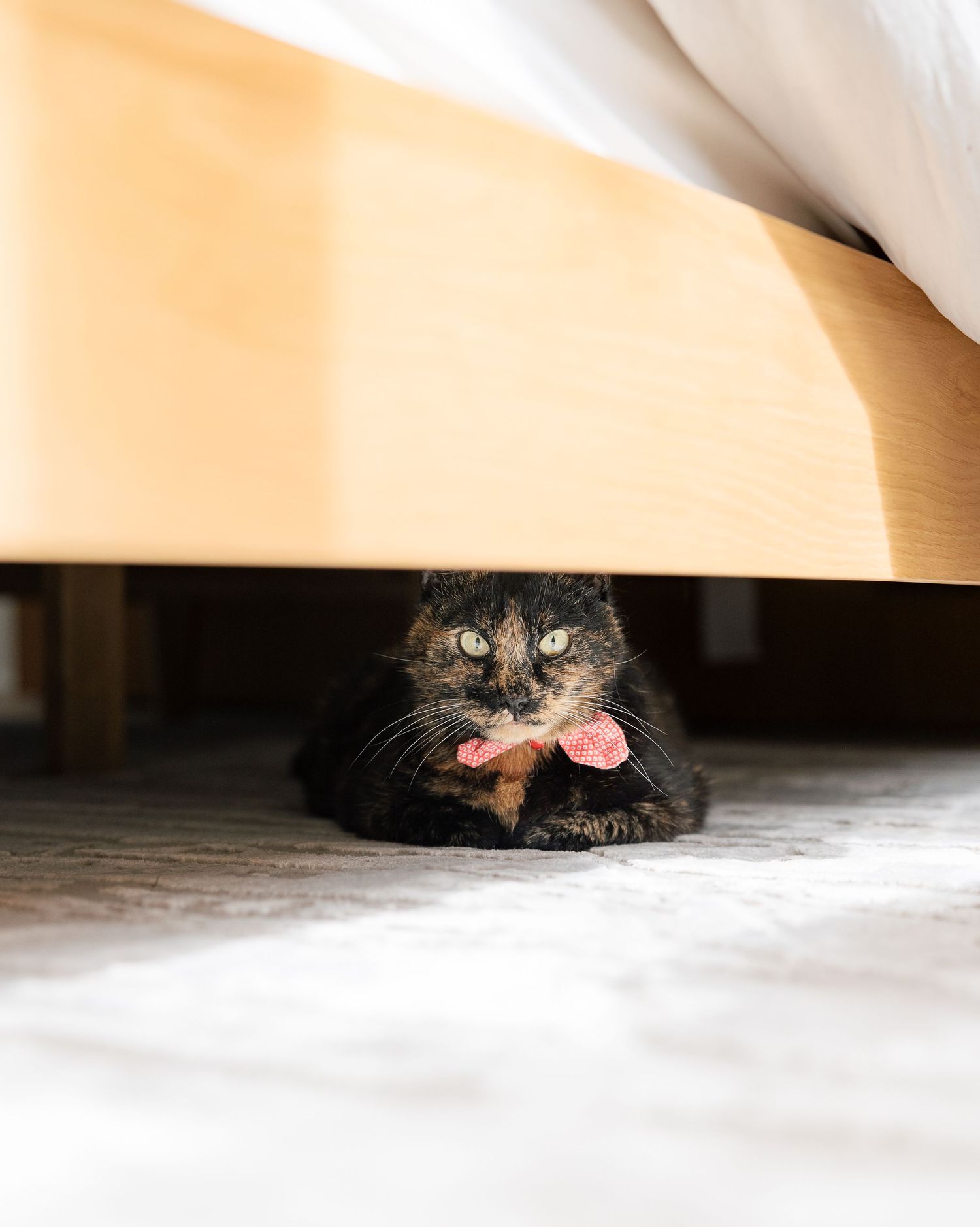 A curious cat peeks out from under white furniture, showing a progression of its face emerging in multiple frames.