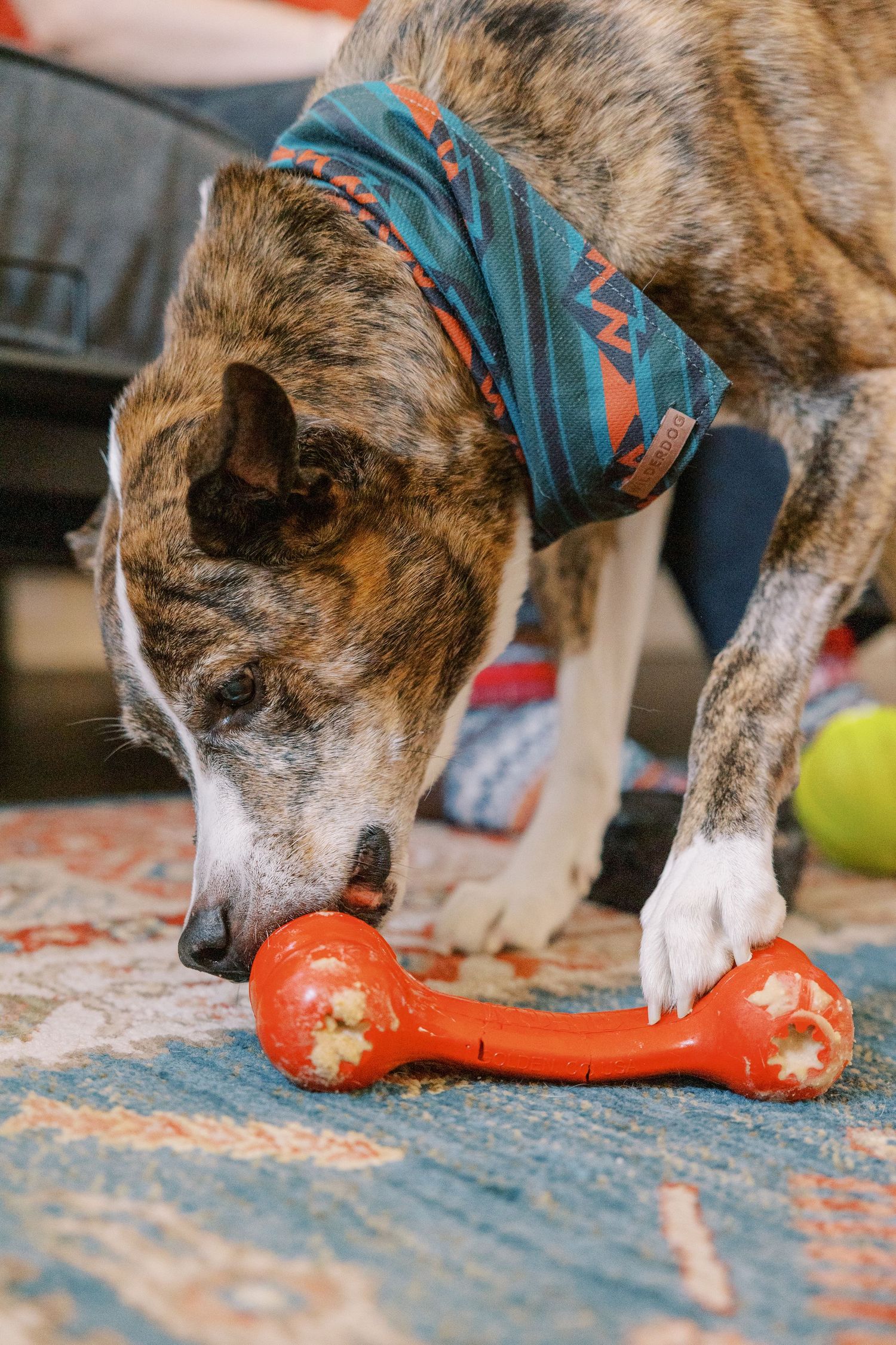 Brindle dog wearing a bandana investigates and plays with an orange chew toy bone on a blue patterned rug.