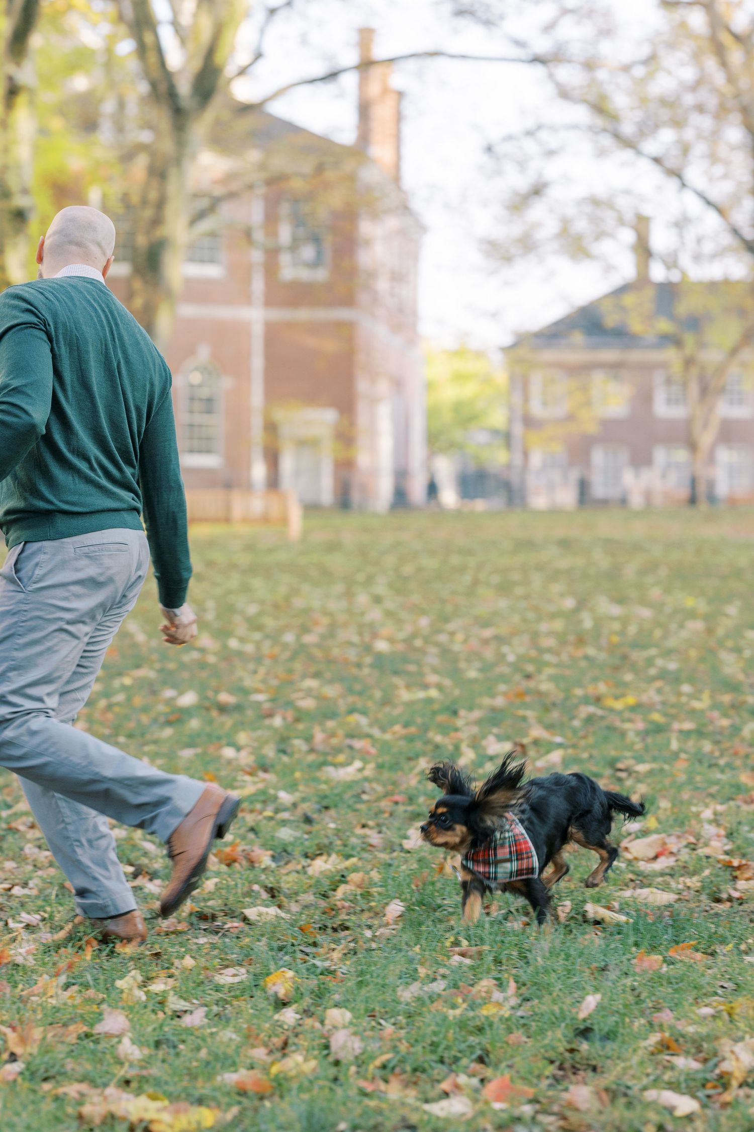 A sequence of four photos showing a black dog playing fetch with someone on a grassy lawn covered in autumn leaves.