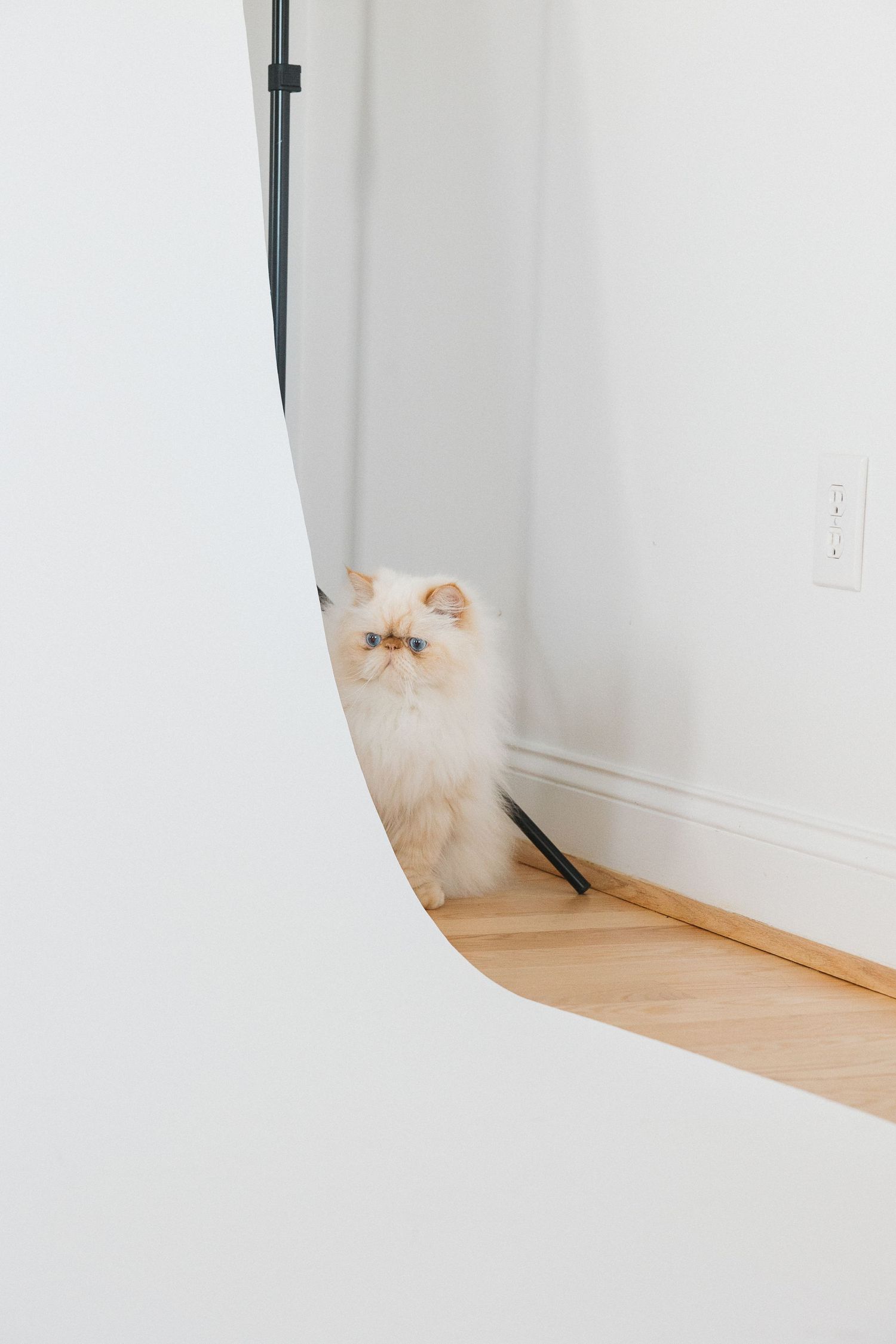 A white cat with orange patches peeks out from behind a corner in a minimalist white room with wooden floors.