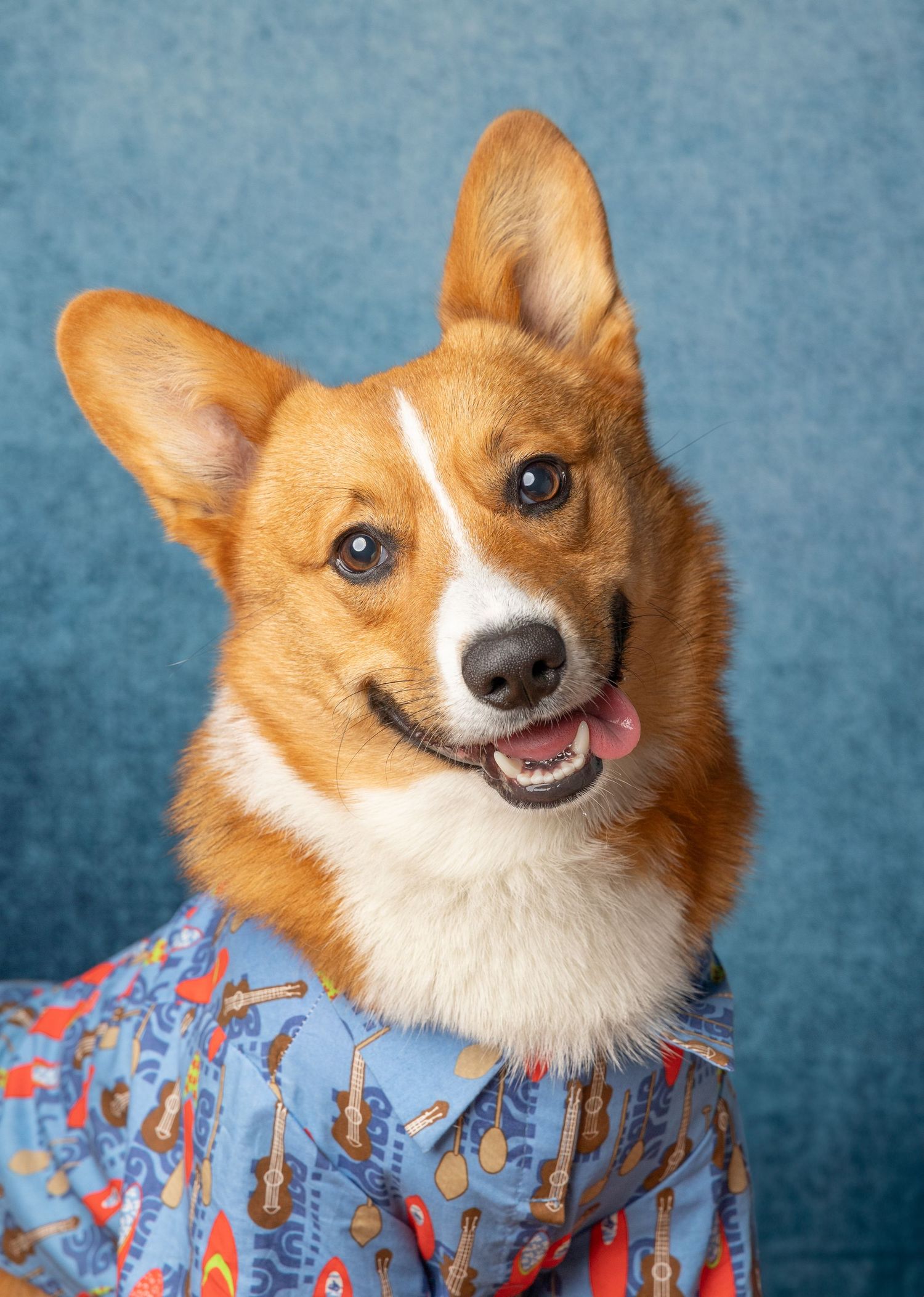 Happy Corgi dog wearing a blue patterned shirt poses for portrait against turquoise background.