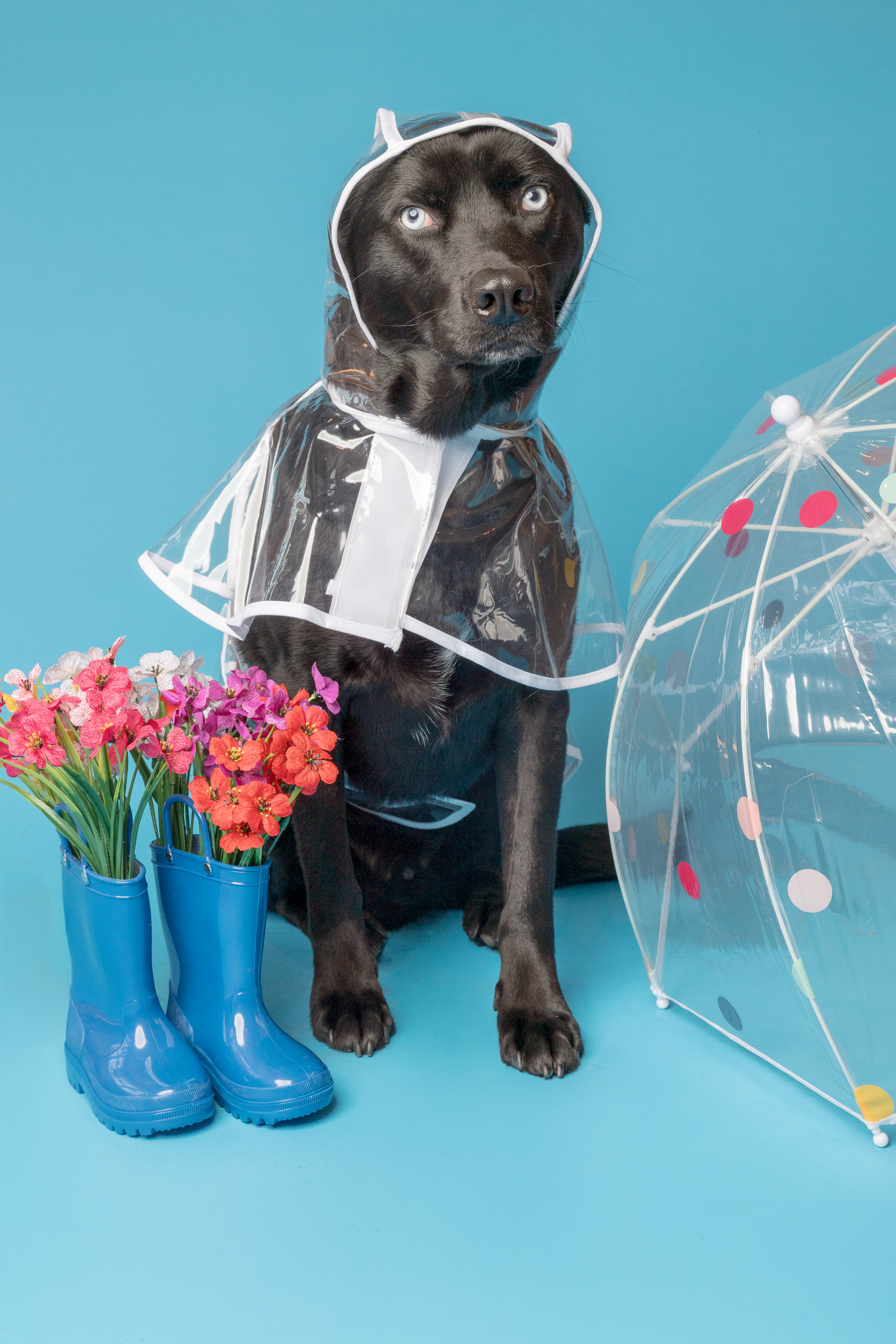 Black Labrador dog wearing a clear raincoat sits beside blue rain boots with flowers and a polka dot umbrella on blue background.