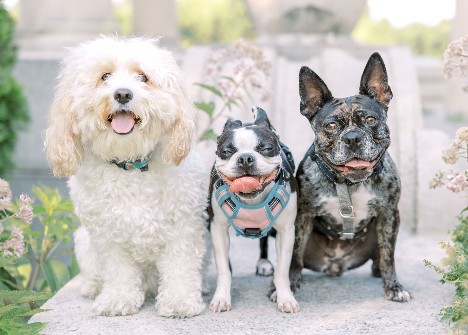 A group of small fluffy dogs sitting together on a light colored surface outdoors.