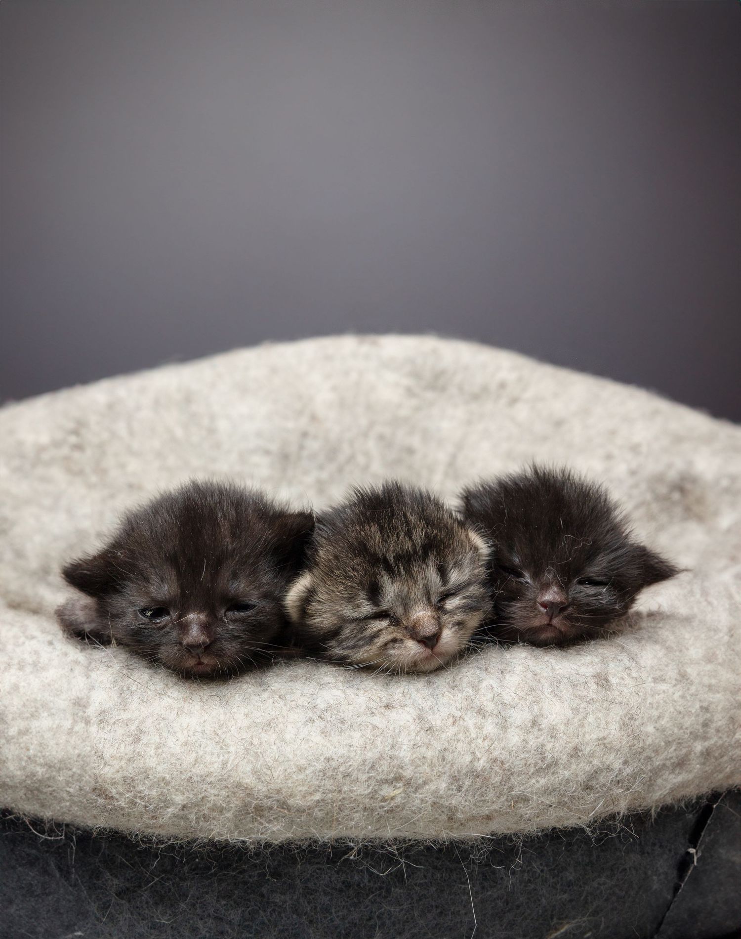 Three tiny newborn kittens sleeping together in a cozy gray felt cat bed.