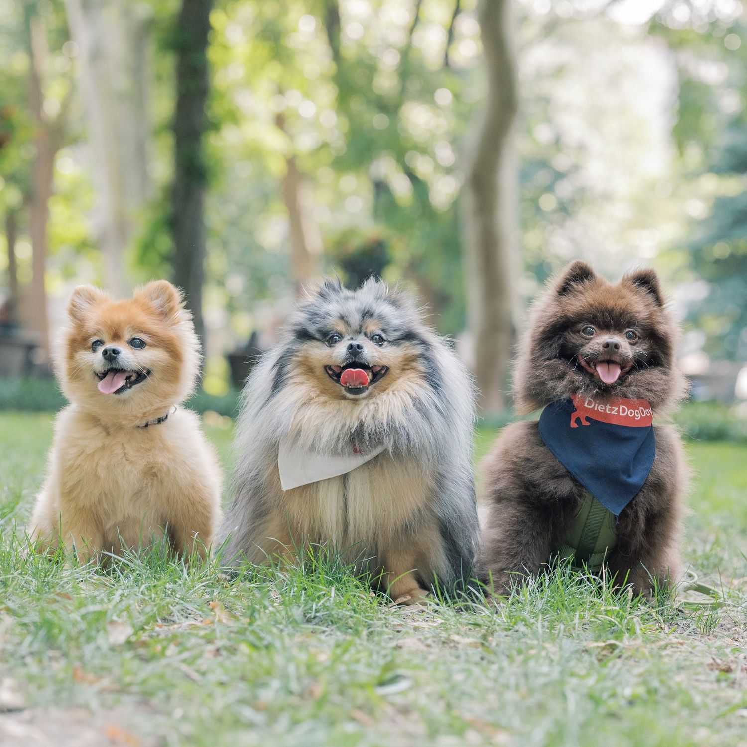 Three smiling Pomeranian dogs sitting together in grass with different colored fur.