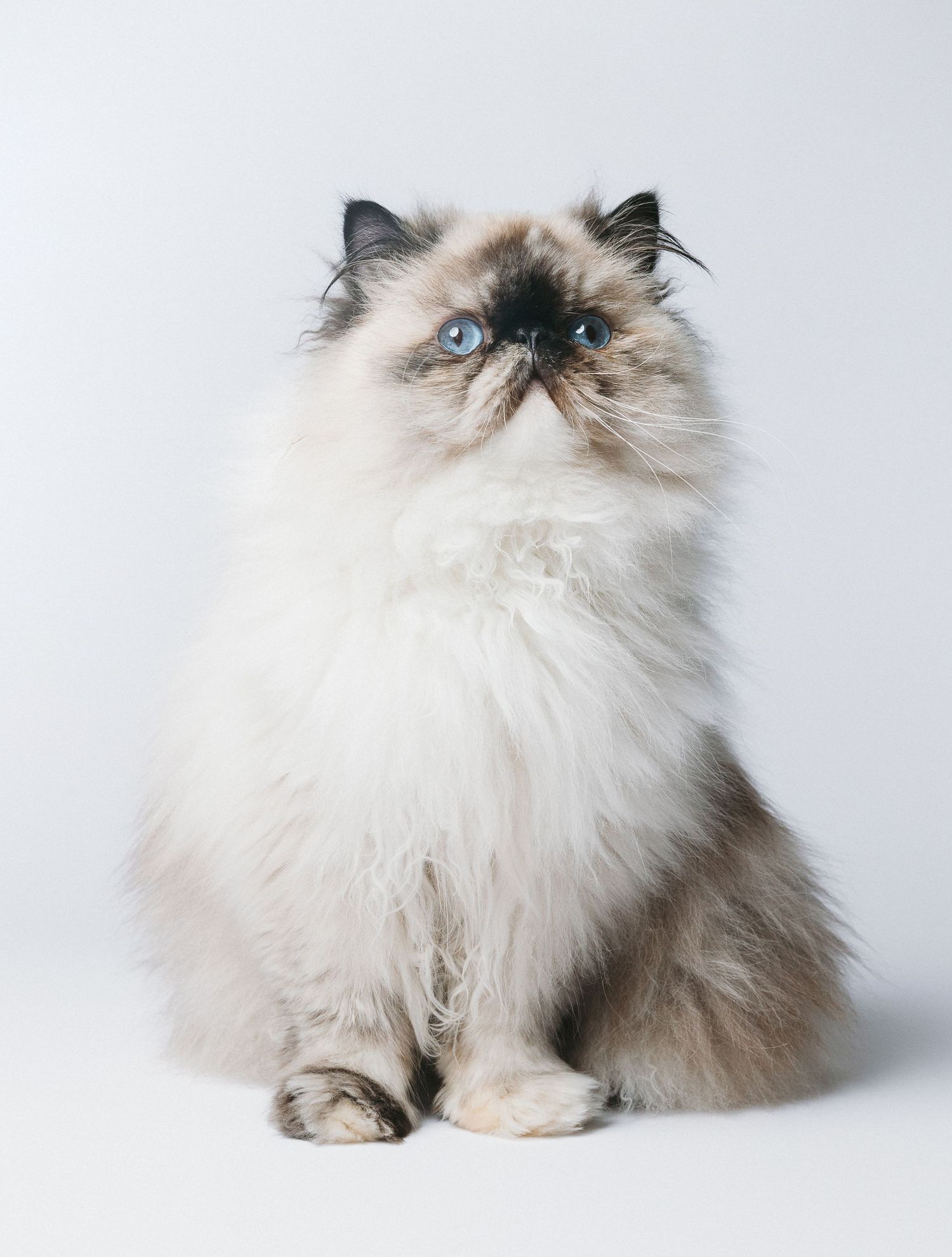 Fluffy Himalayan cat with dark points and blue eyes lounges gracefully in a series of elegant studio portraits.