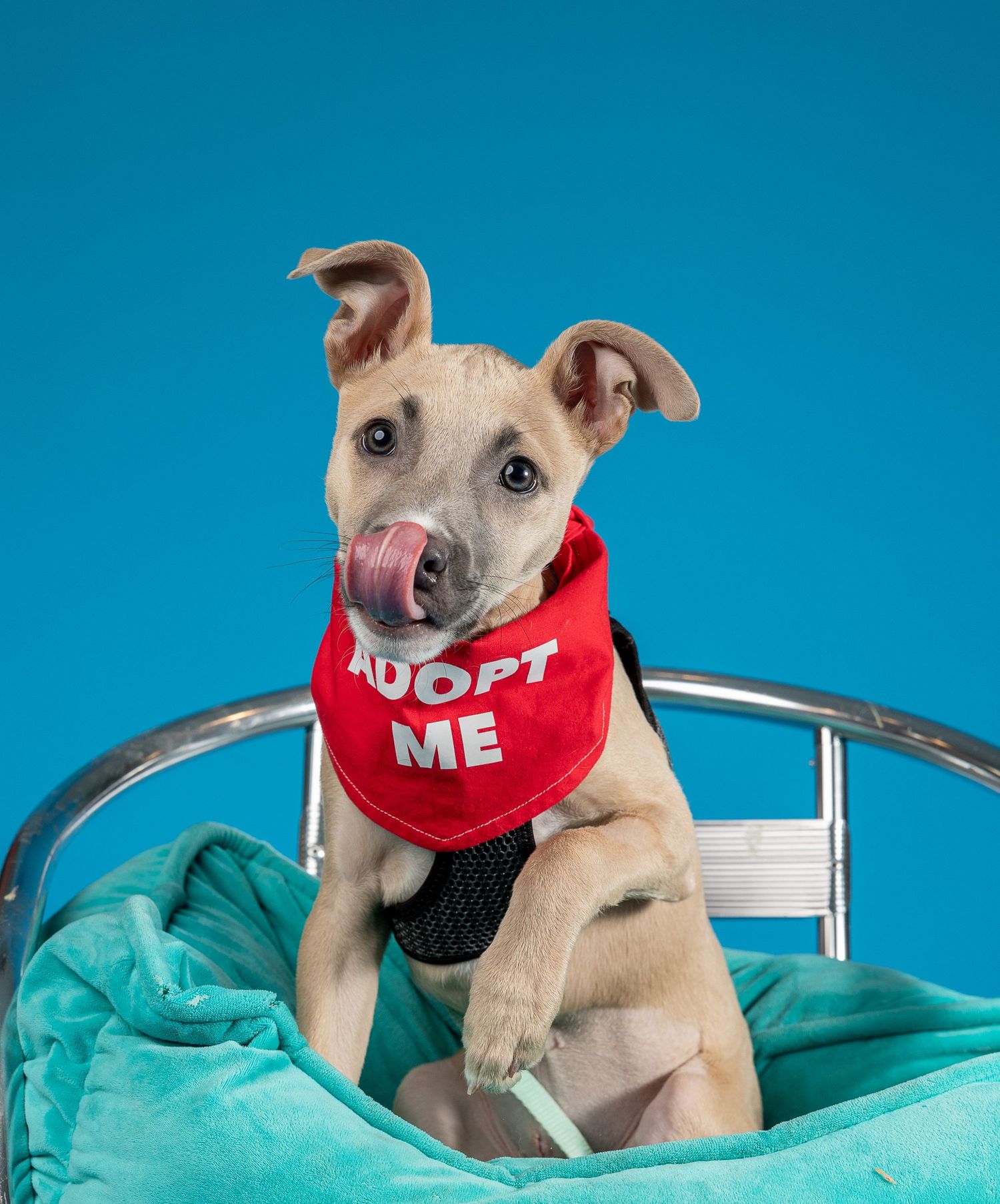 Tan puppy wearing red 'Adopt Me' bandana poses in turquoise chair against blue background.
