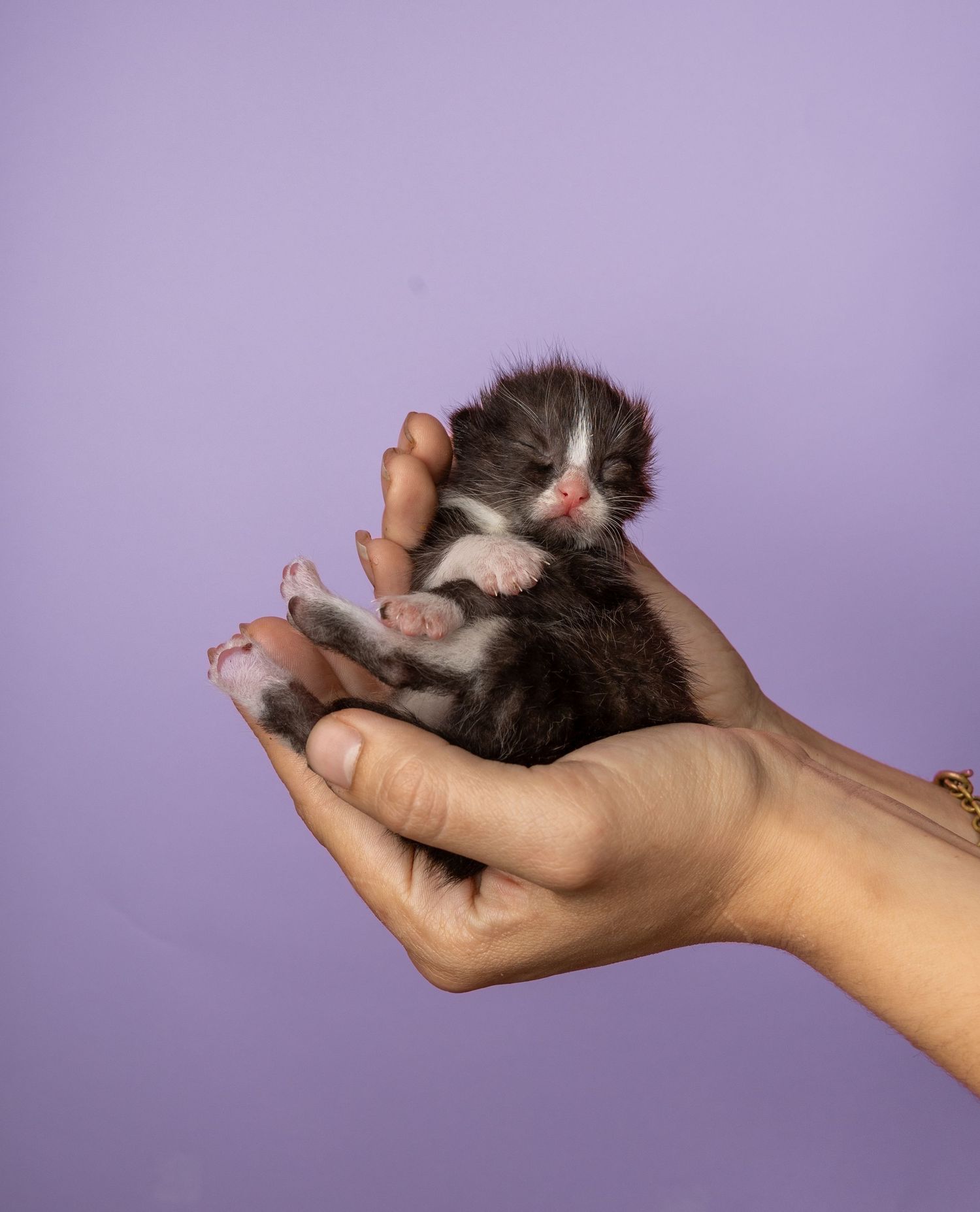 Tiny newborn black and white kitten cradled gently in human hands against a soft purple background.