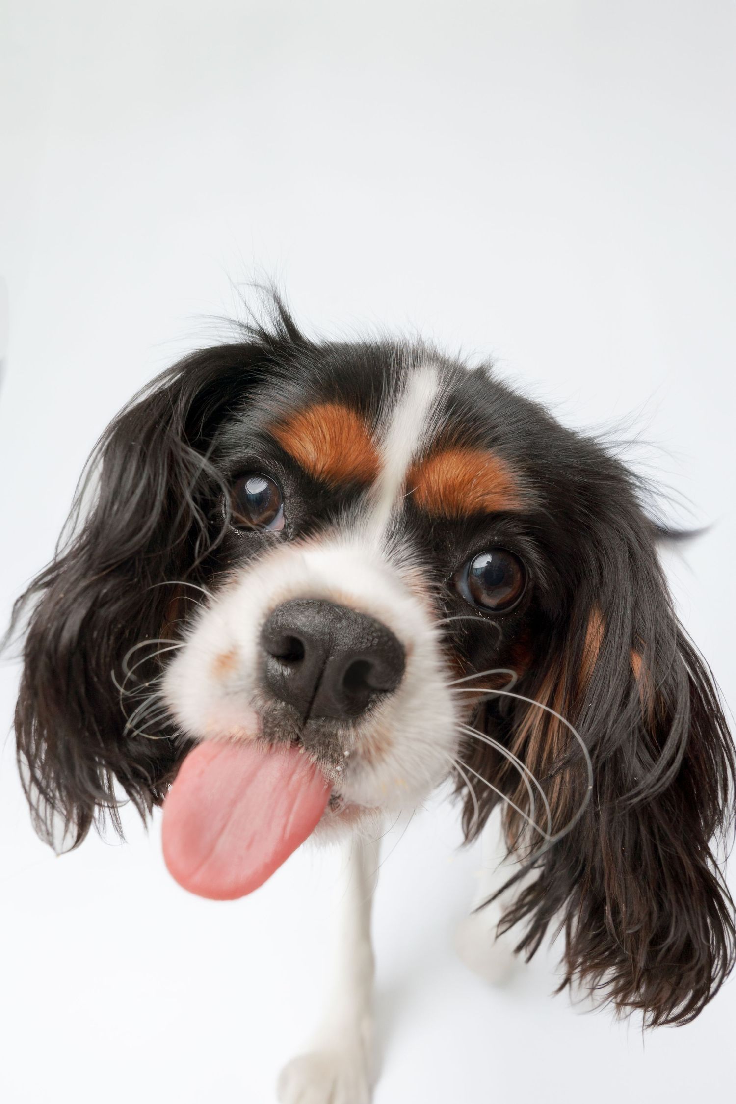 Series of close-up shots showing a black and white Cavalier King Charles Spaniel dog with playful expressions.