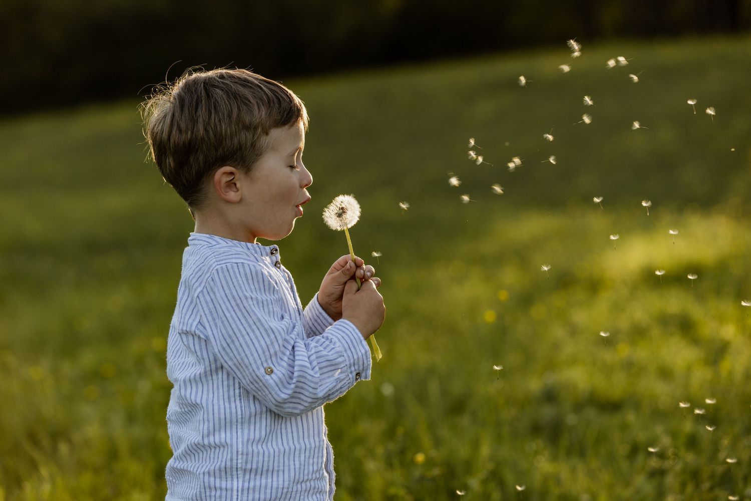 A young boy blowing dandelion seeds into the air in a sunny green field.