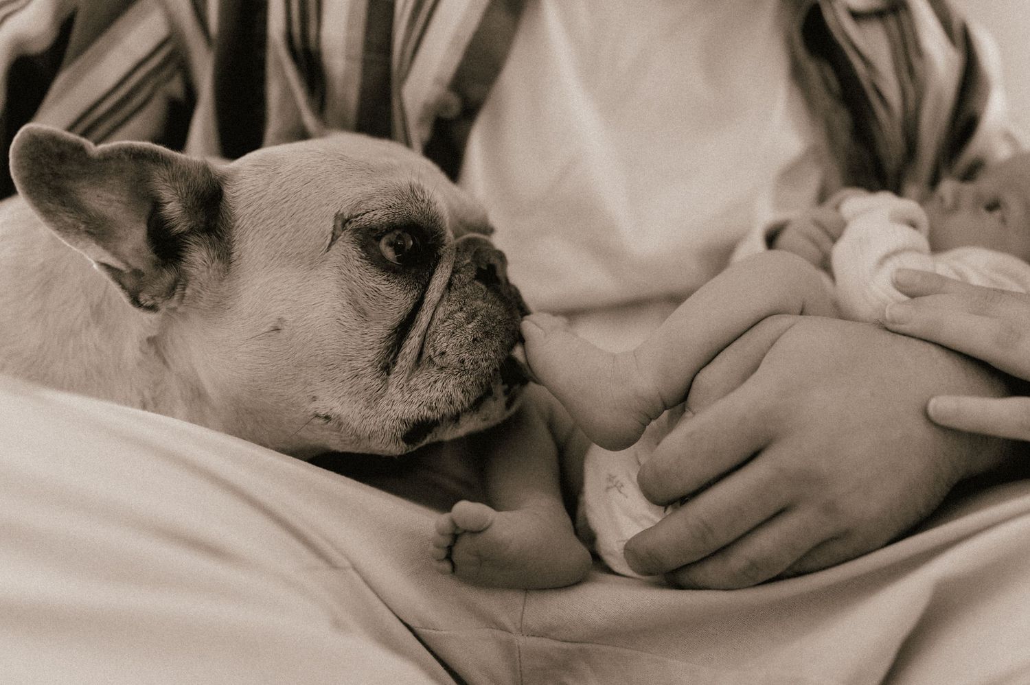 Gentle French bulldog sniffing newborn baby held by parent in soft sepia-toned photo.