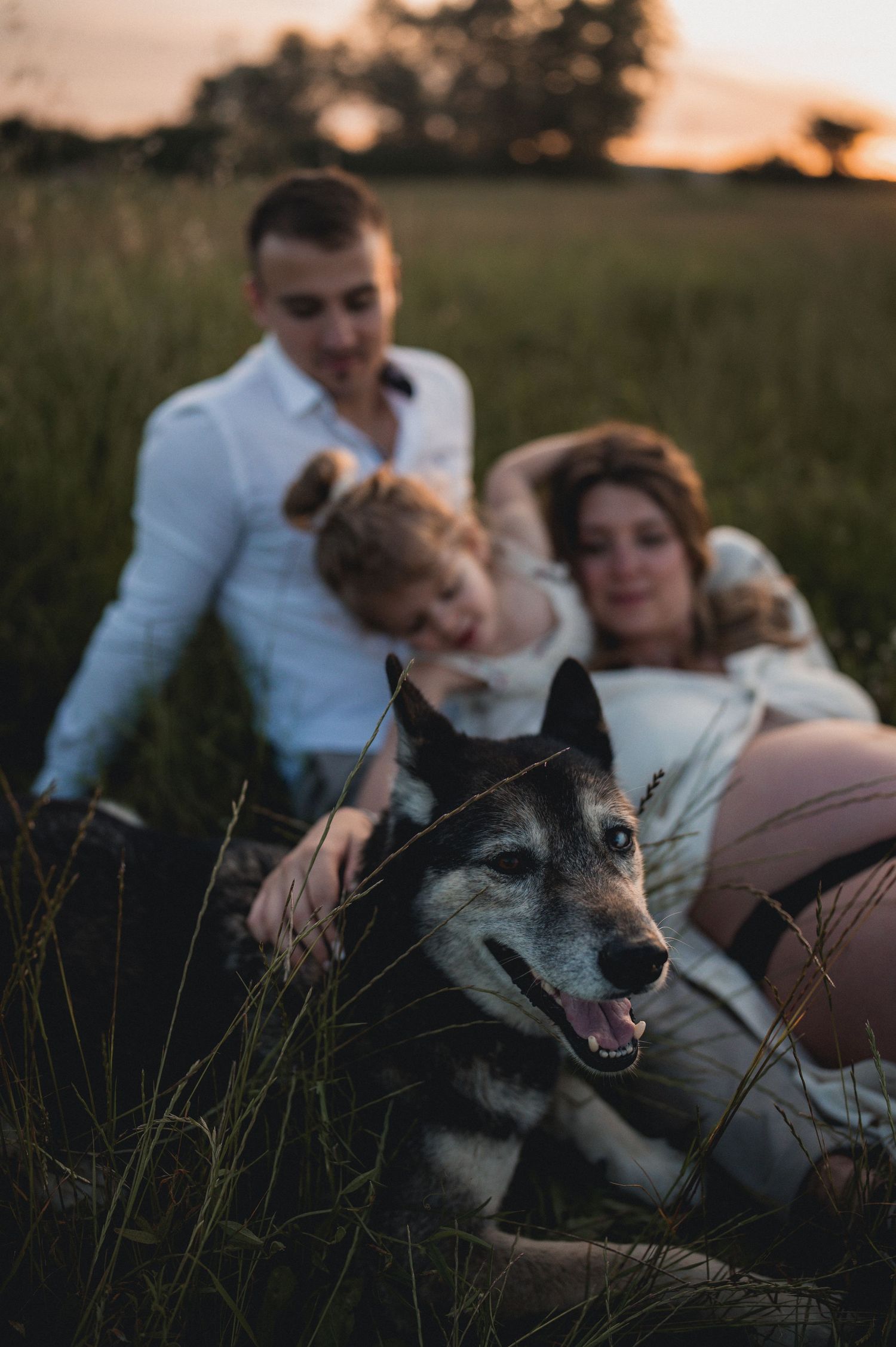 A family with a husky dog relaxes in a field at golden hour during a warm sunset.