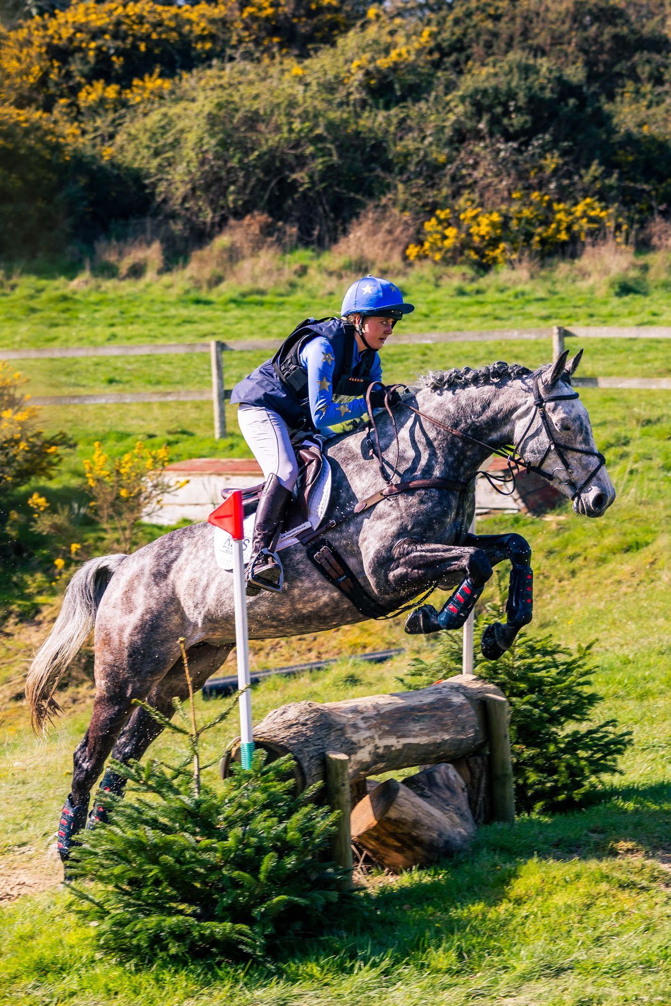 Equestrian rider in blue helmet jumping grey horse over wooden cross-country fence obstacle on green course in Dorset.