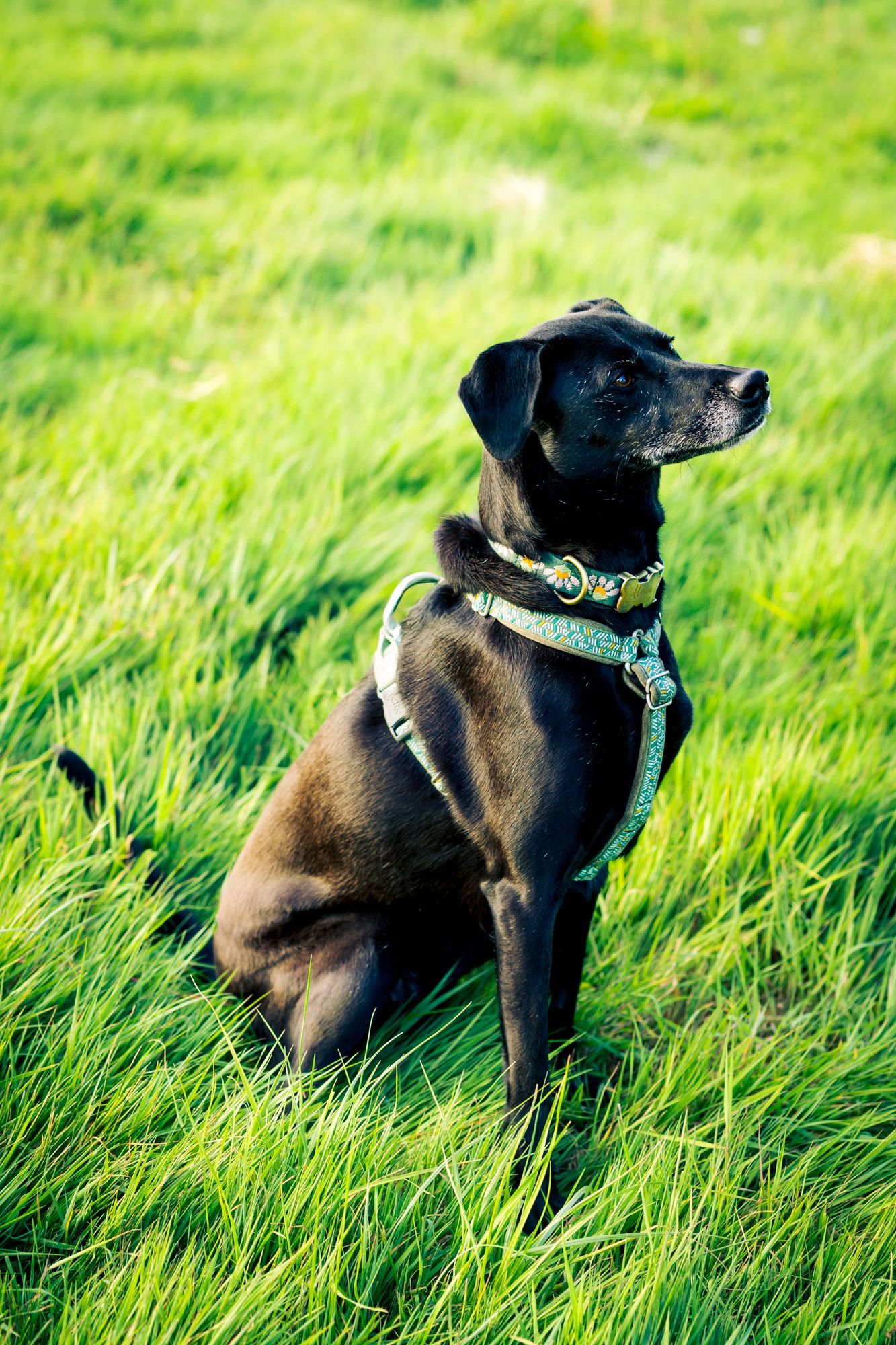 Black Labrador dog wearing a harness sitting attentively in lush green grass field on a sunny day.