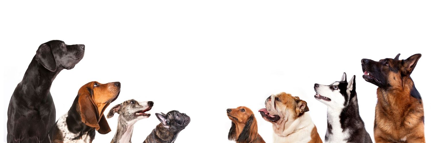Multiple dogs of different breeds and sizes sitting in a row looking upward against a white background.