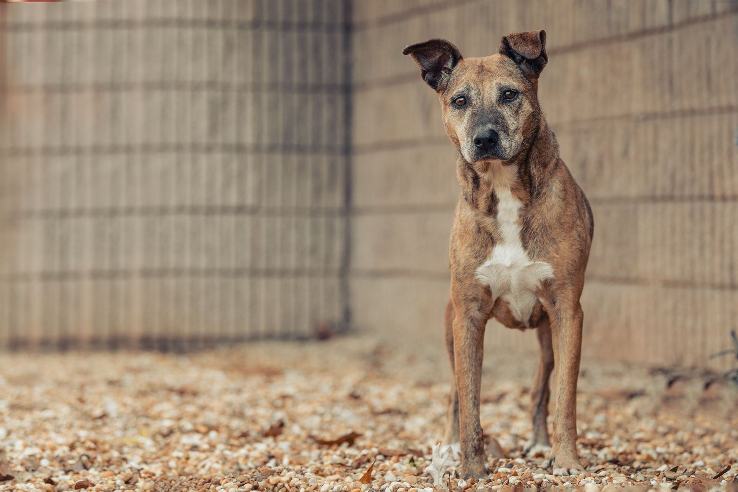 A brindle and white pit bull type dog stands attentively in a fenced area with wood chips on the ground.