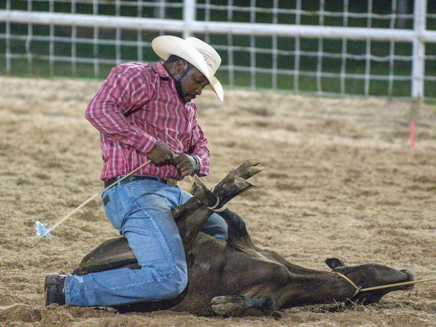 Rodeo competitor wrestling a black calf to the ground during a steer wrestling event at a rodeo.