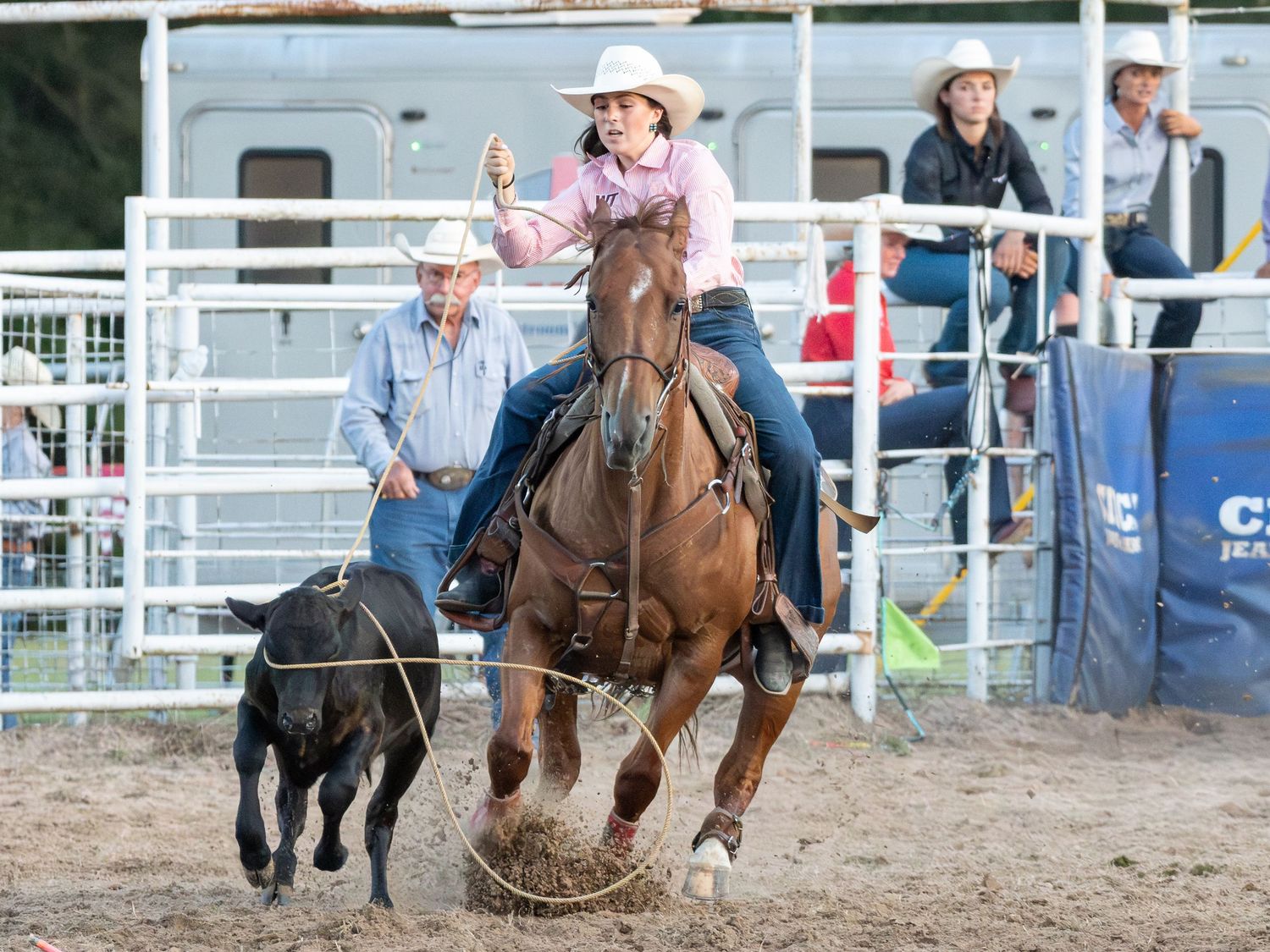 Female rodeo competitor on horseback roping a calf during a rodeo competition.