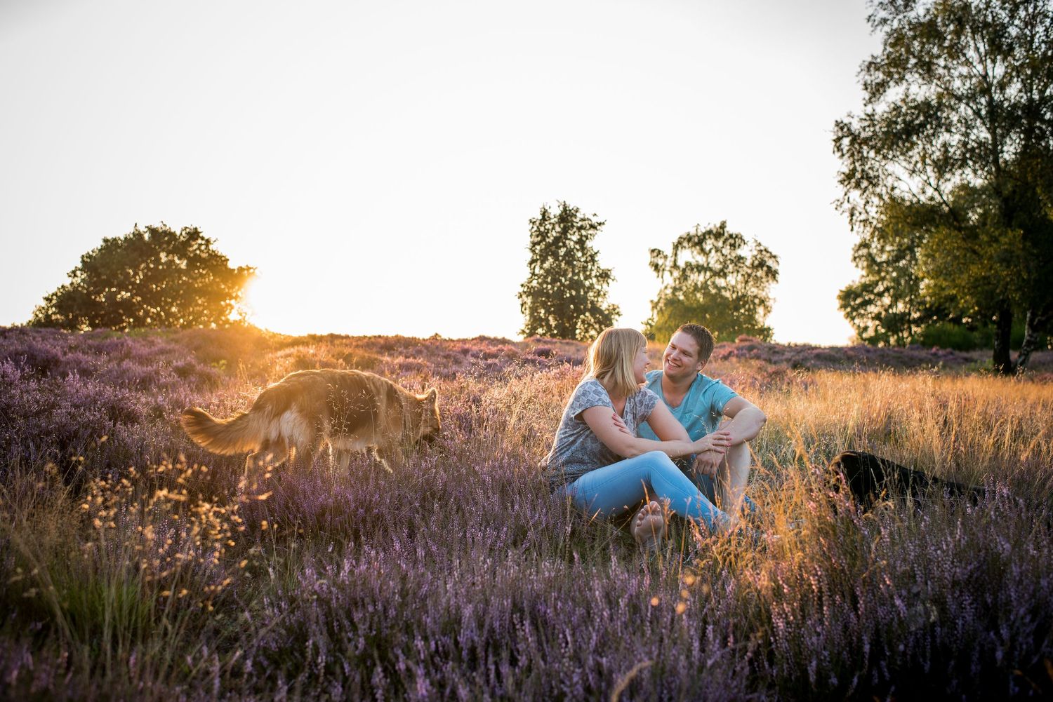 Couple sitting in blooming purple heather fields with dogs at sunset.