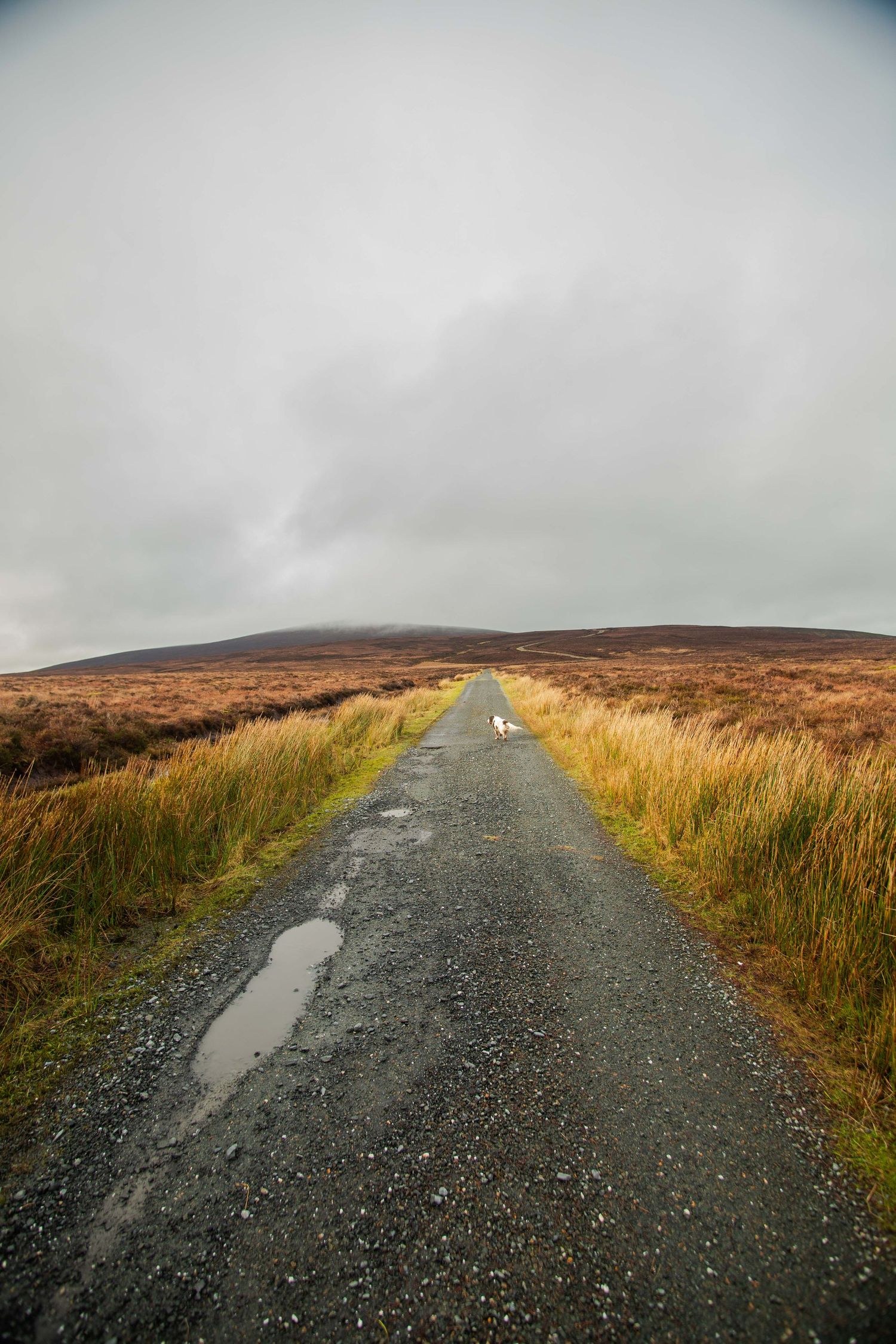 Winding road through rugged boglands landscape under moody grey skies in rural wicklow countryside.