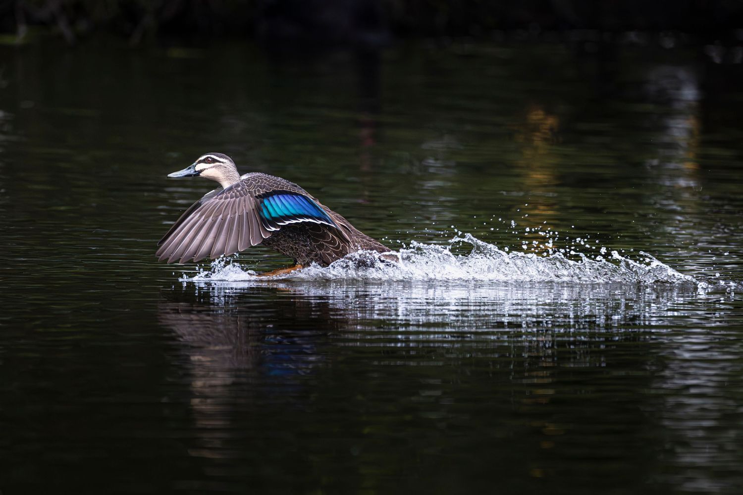 A colorful wood duck spreads its wings while landing on a dark reflective pond, creating splashes of water.