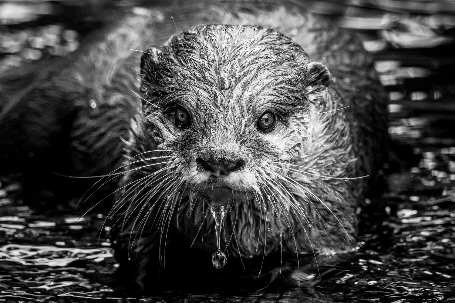 Black and white close-up photo of a wet otter emerging from water, staring directly at the camera.