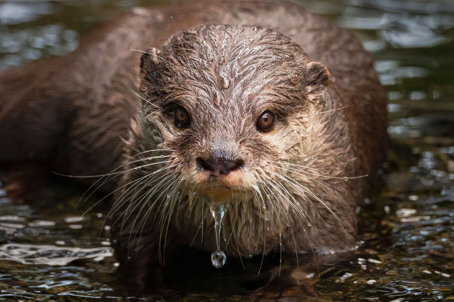 A wet otter emerges from water, showcasing its sleek fur and long whiskers in a close-up wildlife portrait.
