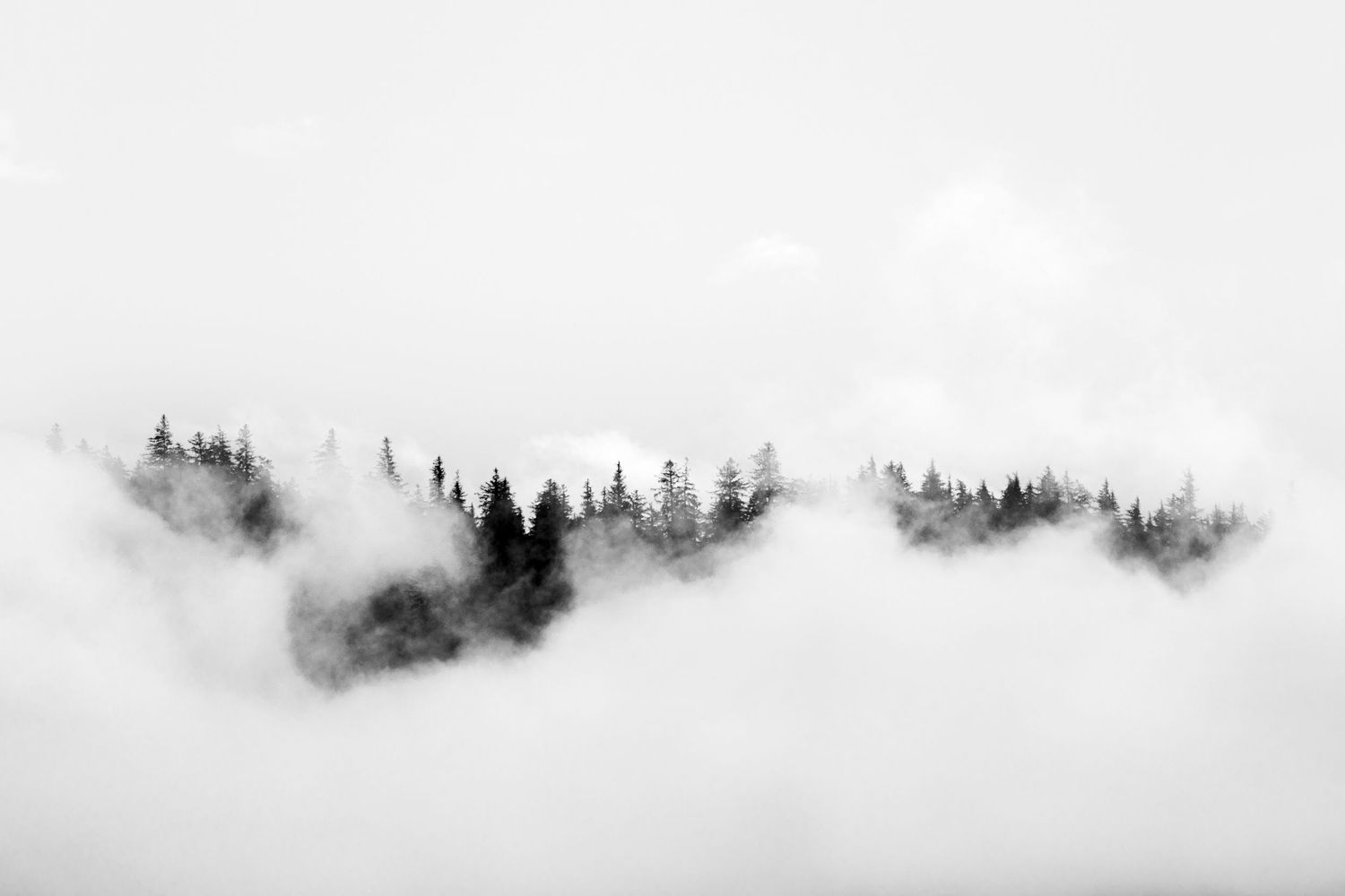 Black and white photo of misty evergreen forest treetops emerging through thick clouds and fog.