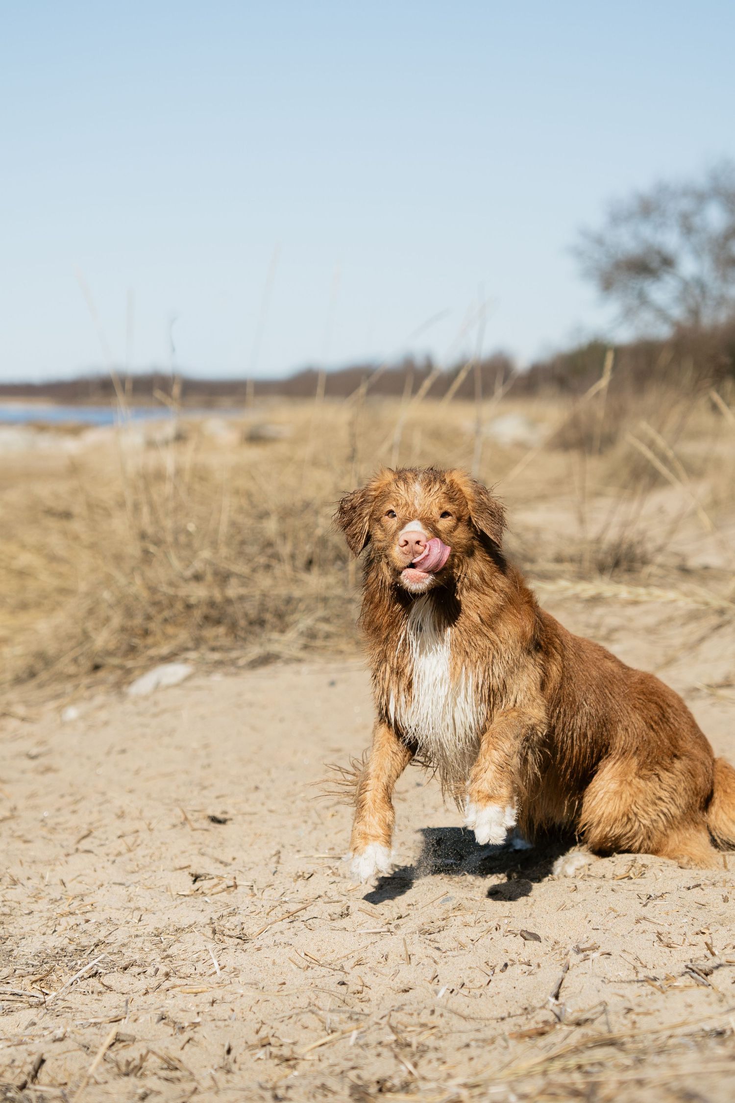 A wet brown dog sits on sandy beach, tongue out, with dry grass and blue sky in the background.