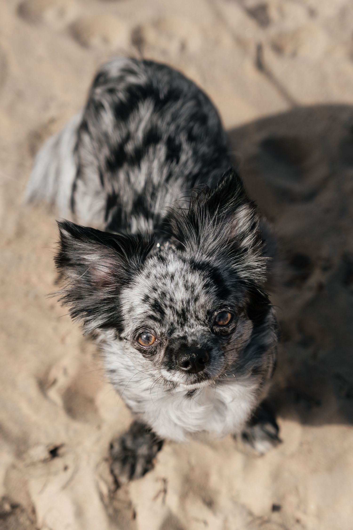 A small merle Chihuahua with black and gray speckled fur sits on sandy ground, looking up at the camera.