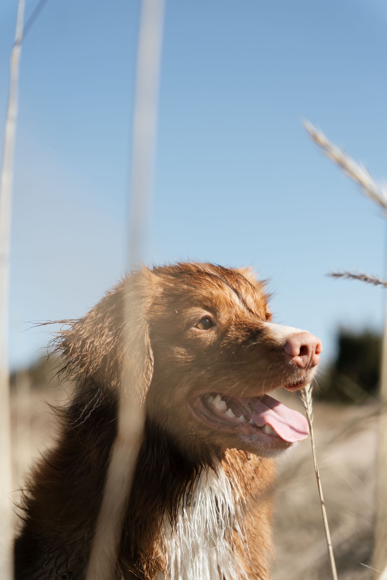 A wet Nova Scotia Duck Tolling Retriever dog pants happily among tall grass stalks against a clear blue sky.