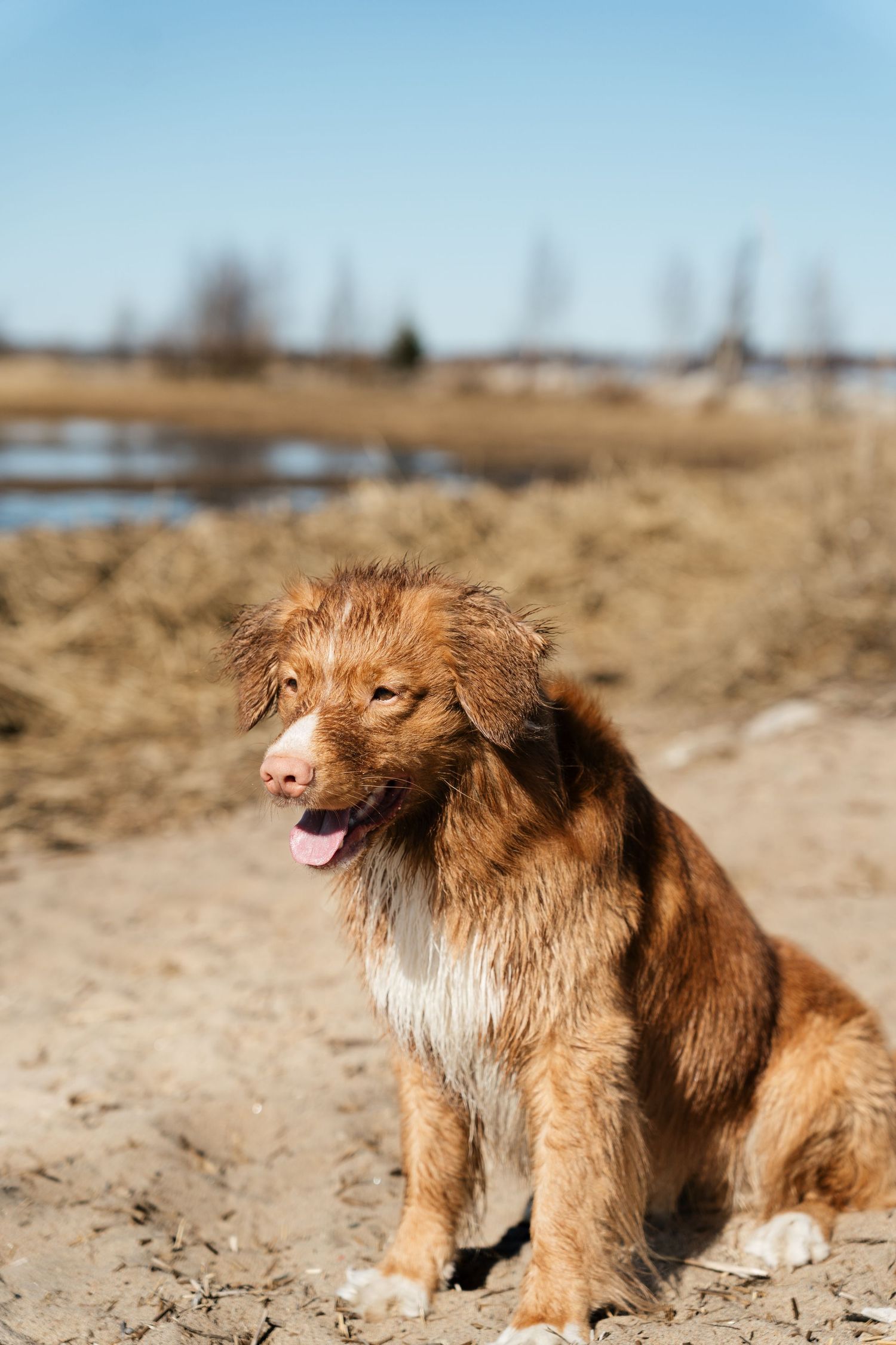 A wet Nova Scotia Duck Tolling Retriever sits on sandy ground near a body of water under a blue sky.