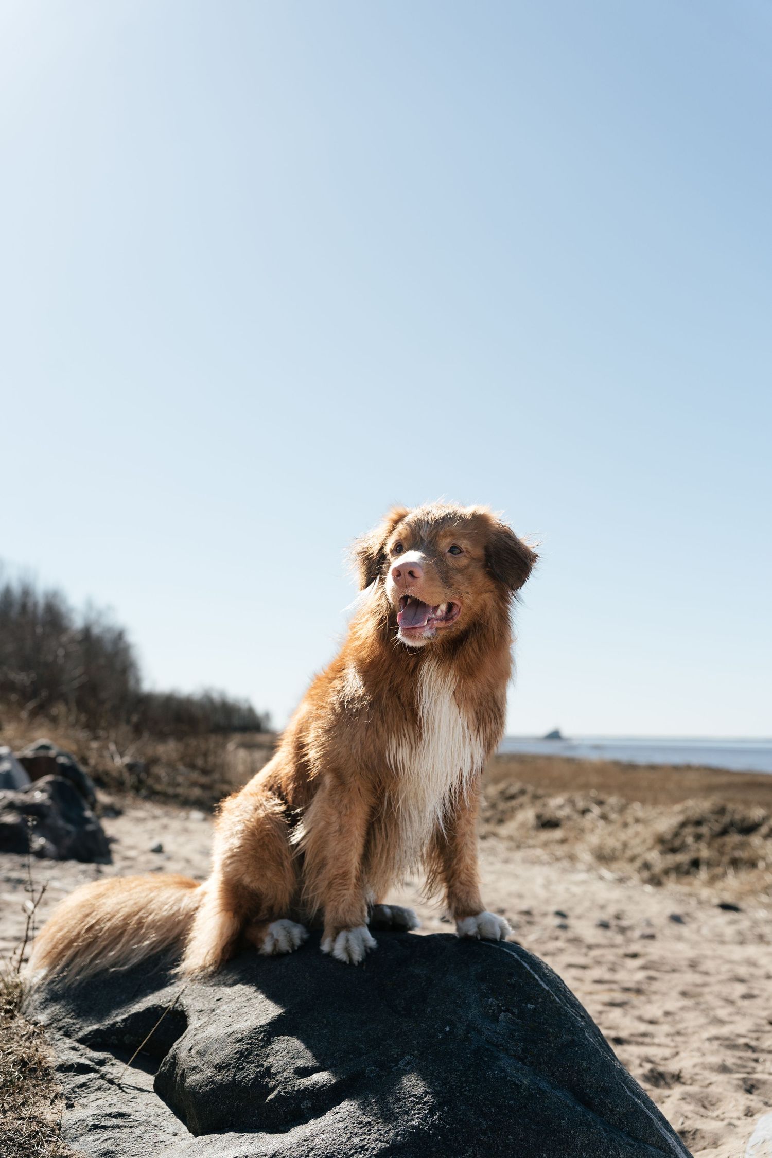 A happy brown Australian Shepherd dog sits on a rock at a sunny beach, tongue out, with blue sky behind.