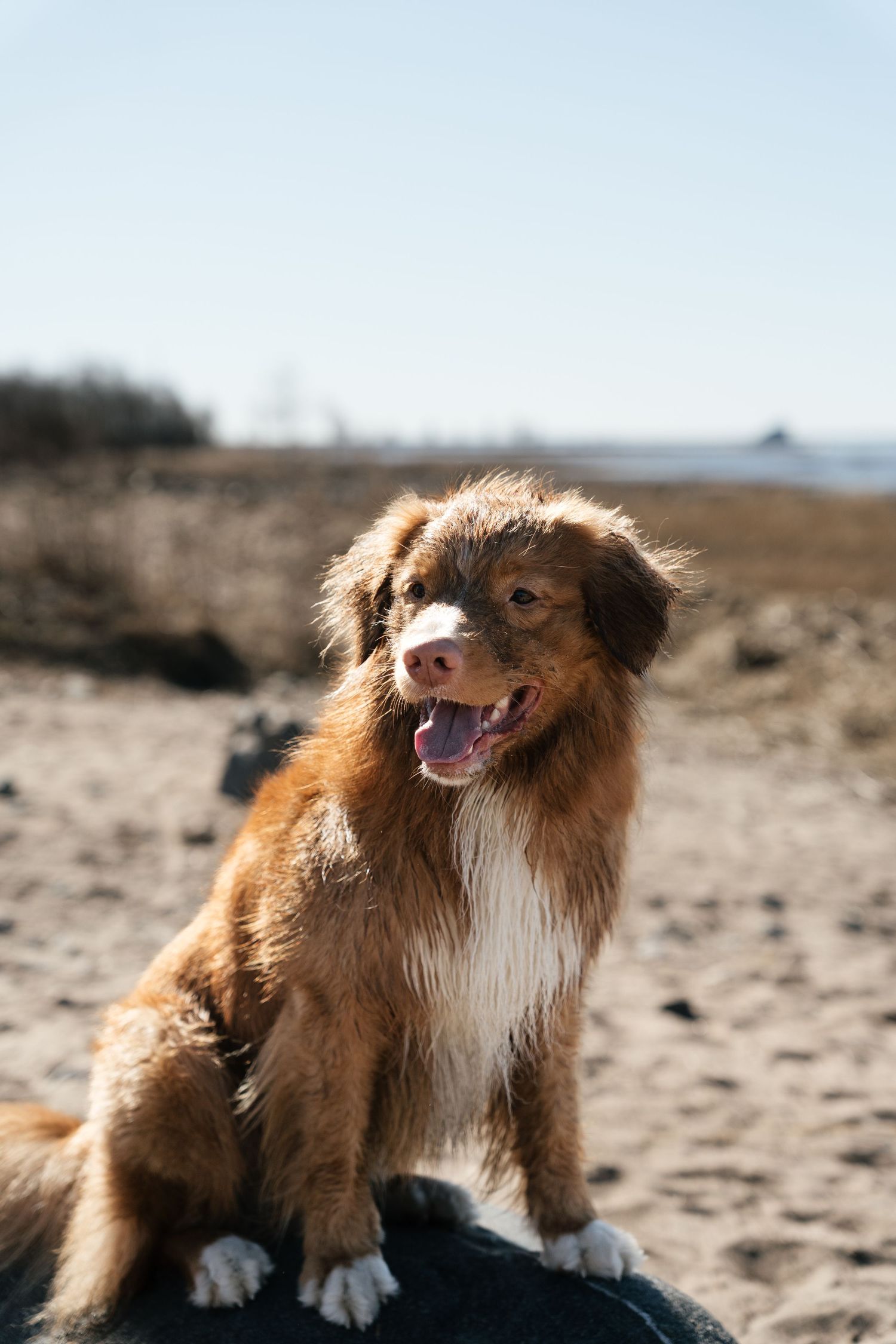 A happy Nova Scotia Duck Tolling Retriever with white chest markings sits on a rock at a sunny beach.