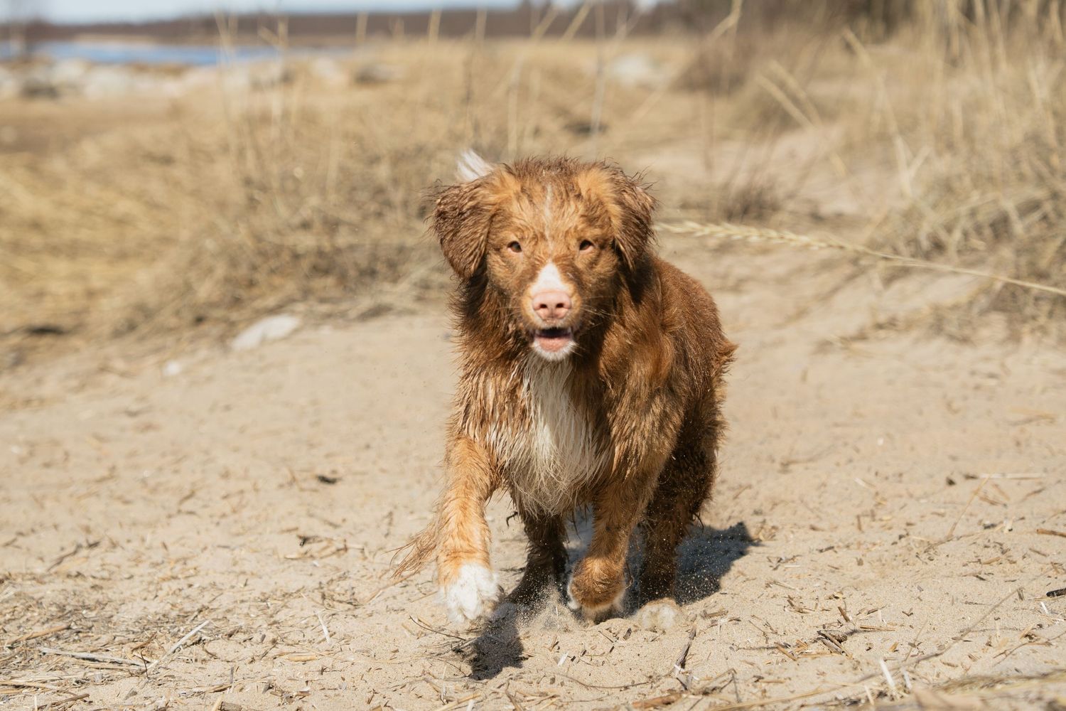 A wet brown Nova Scotia Duck Tolling Retriever running on a sandy beach path.