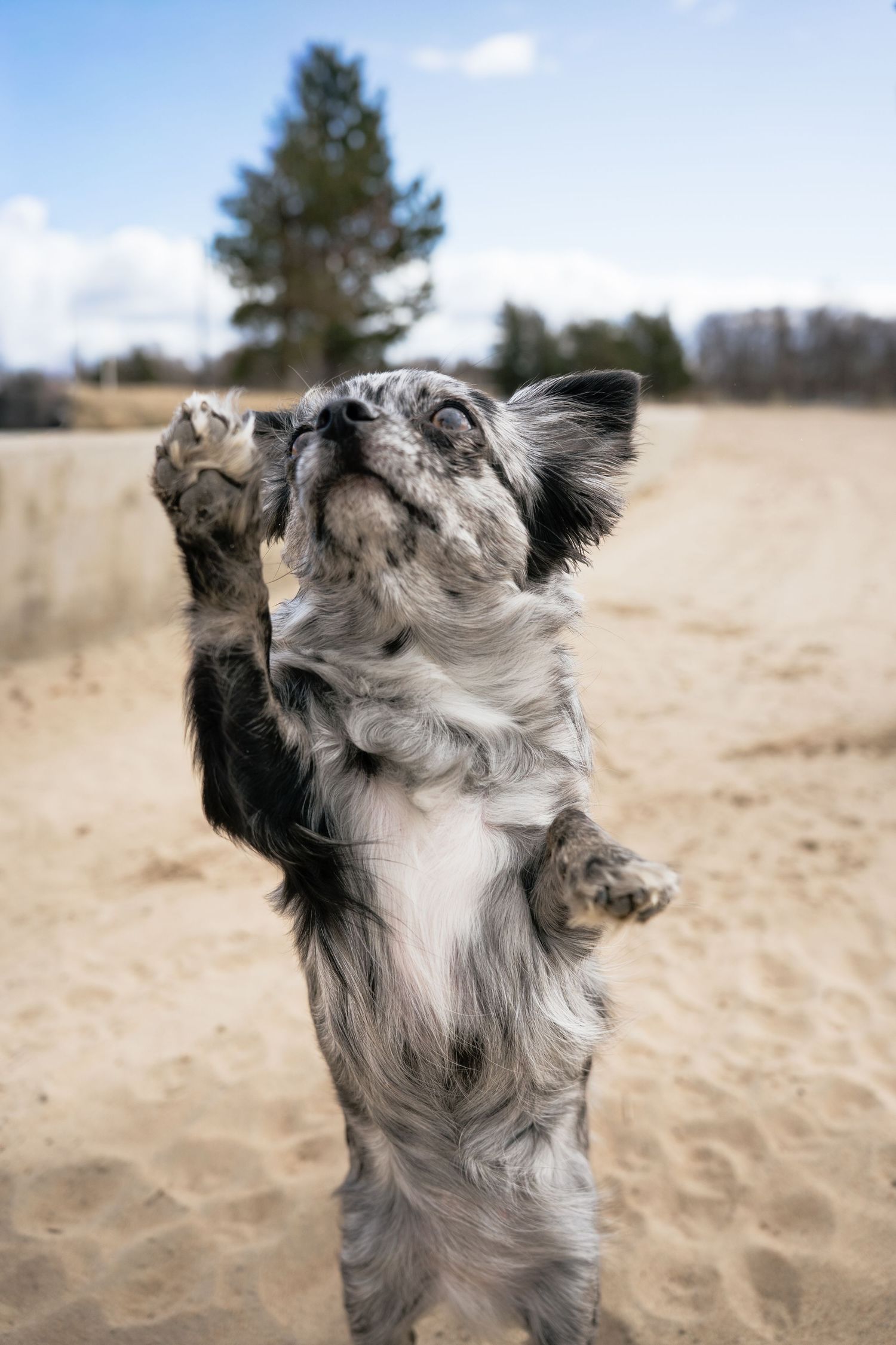 A fluffy merle dog stands on hind legs with paws raised on a sandy outdoor path with trees in the background.