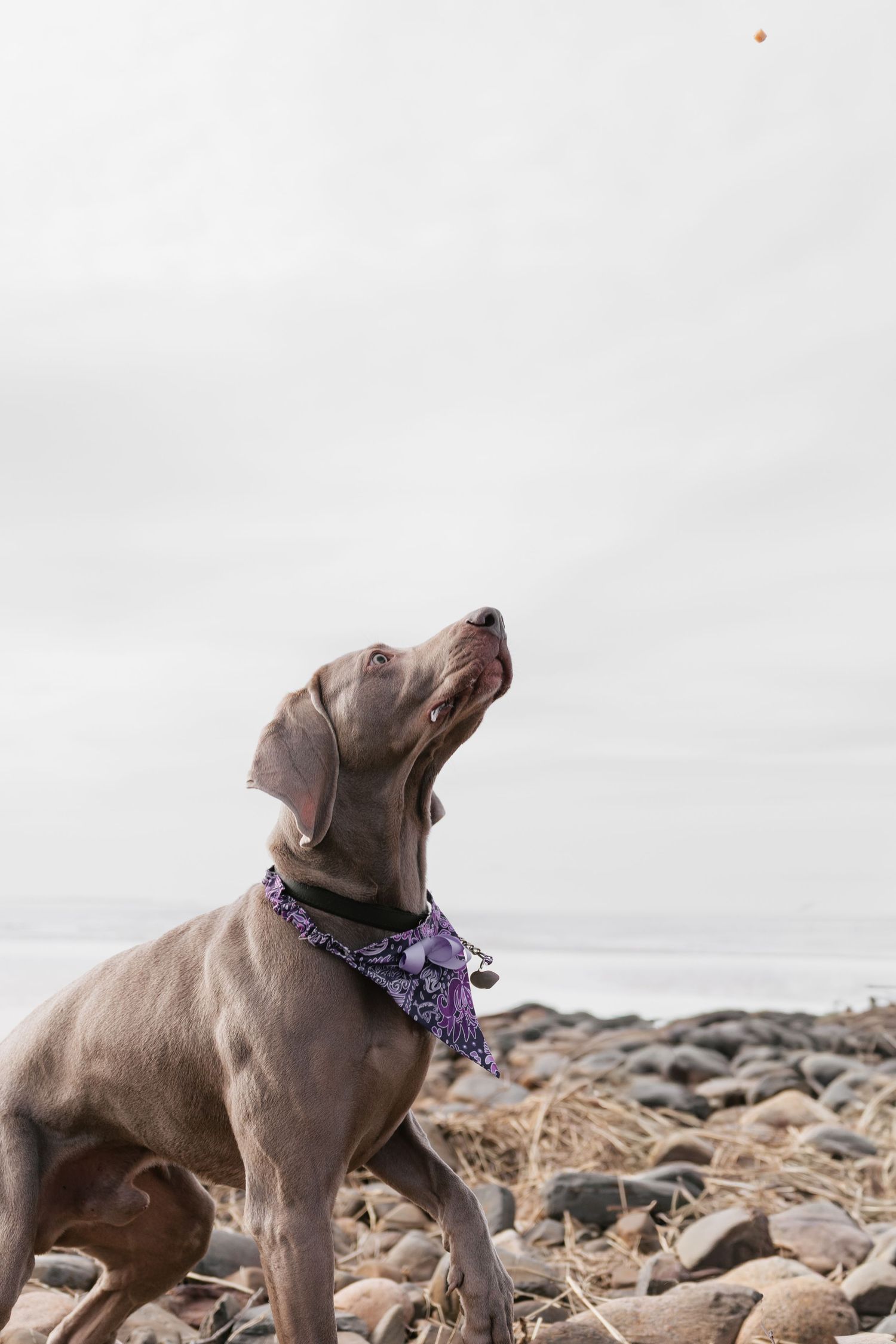 Weimaraner dog wearing a purple bandana looks up at a treat on a rocky beach with overcast skies.