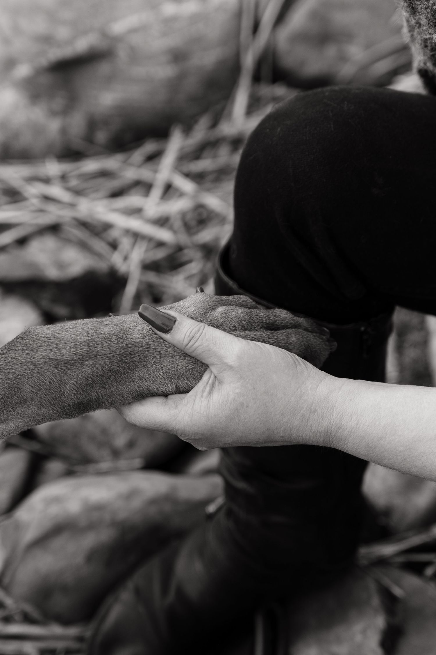 Black and white photo of a person holding a dog's paw gently outdoors, symbolizing the bond between human and pet.