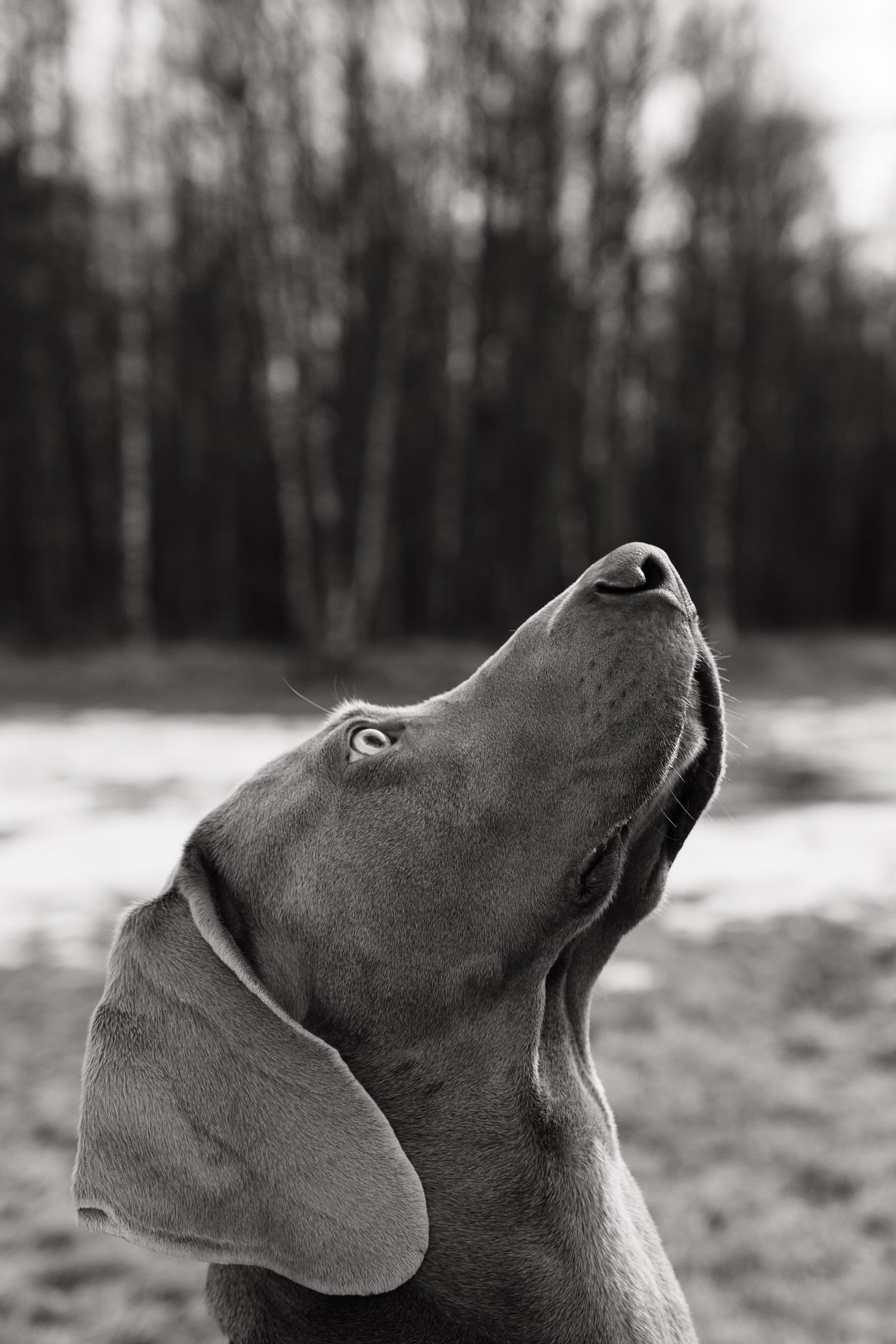 Black and white portrait of a Weimaraner dog looking up outdoors with blurred trees in background.