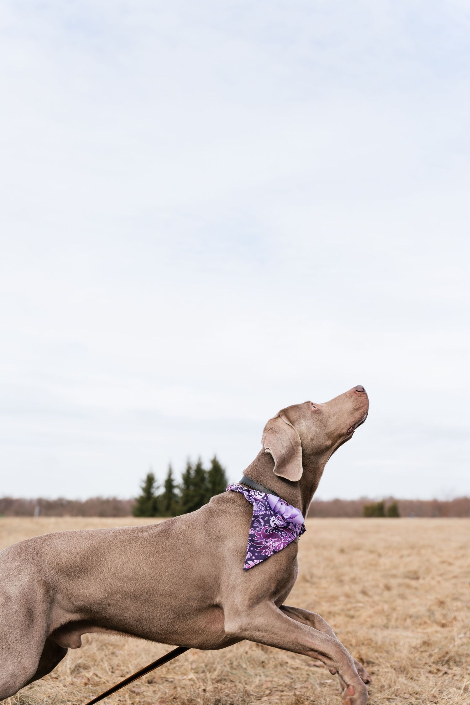 Weimaraner dog wearing a purple bandana leaping in an open field with evergreen trees in the background.