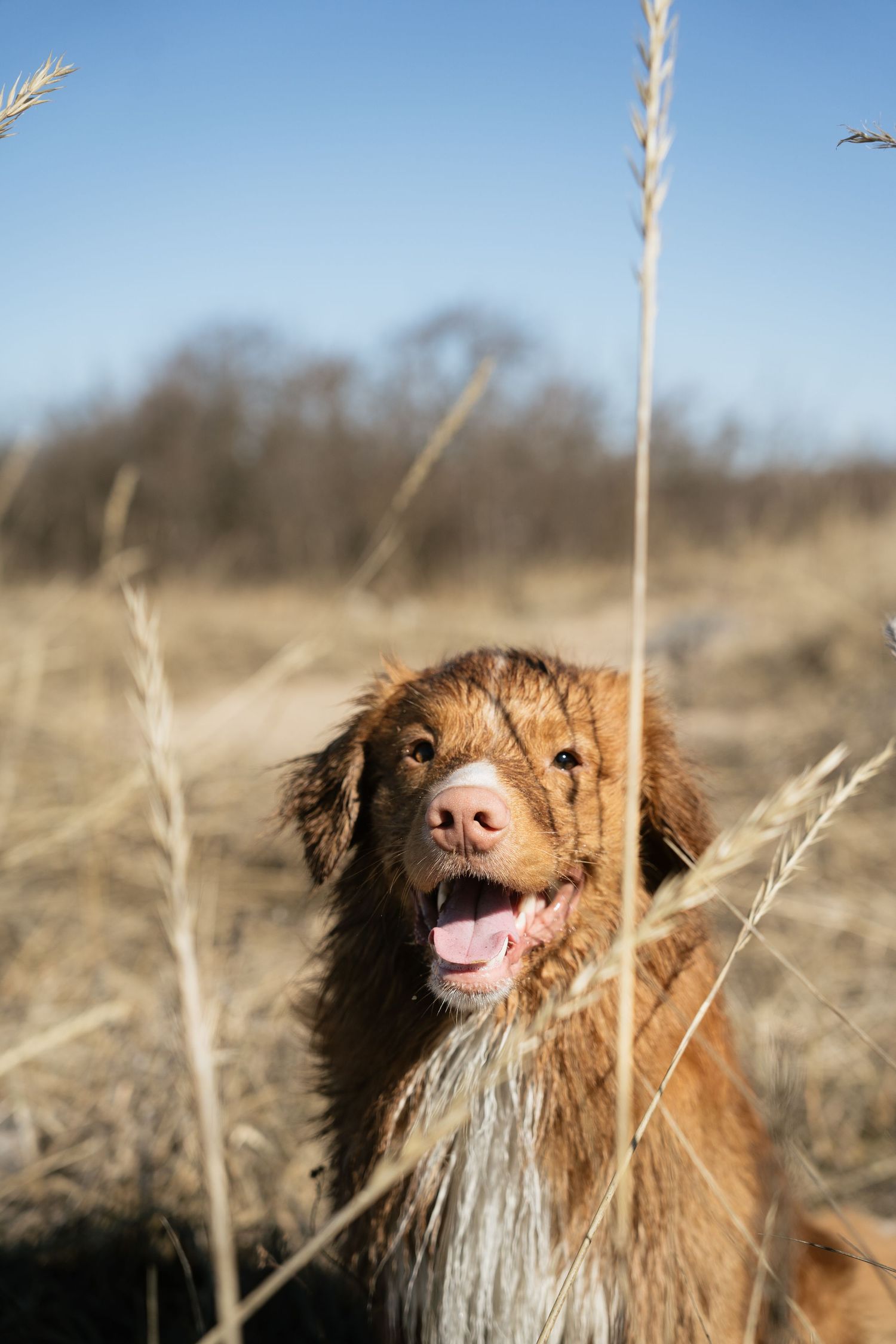 Happy brown Nova Scotia Duck Tolling Retriever sitting in a dry grass field on sunny day.
