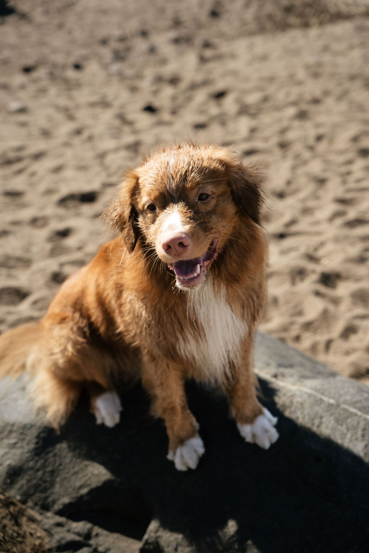 An adorable brown and white Nova Scotia Duck Tolling Retriever sits on a dark rock on a sandy beach.